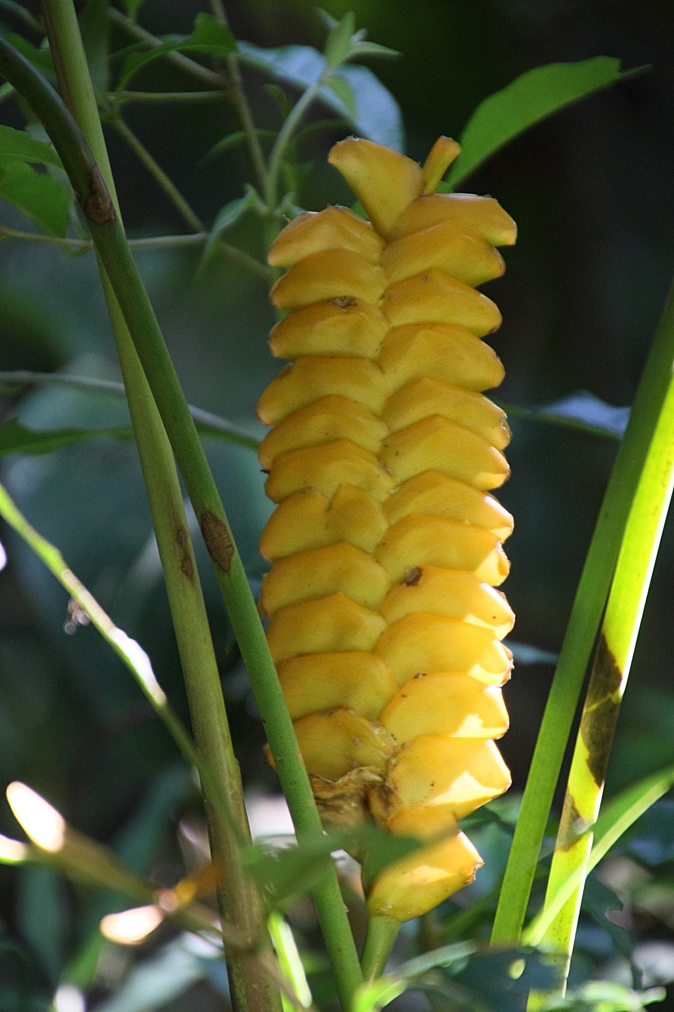 calathea_crotalifera2md