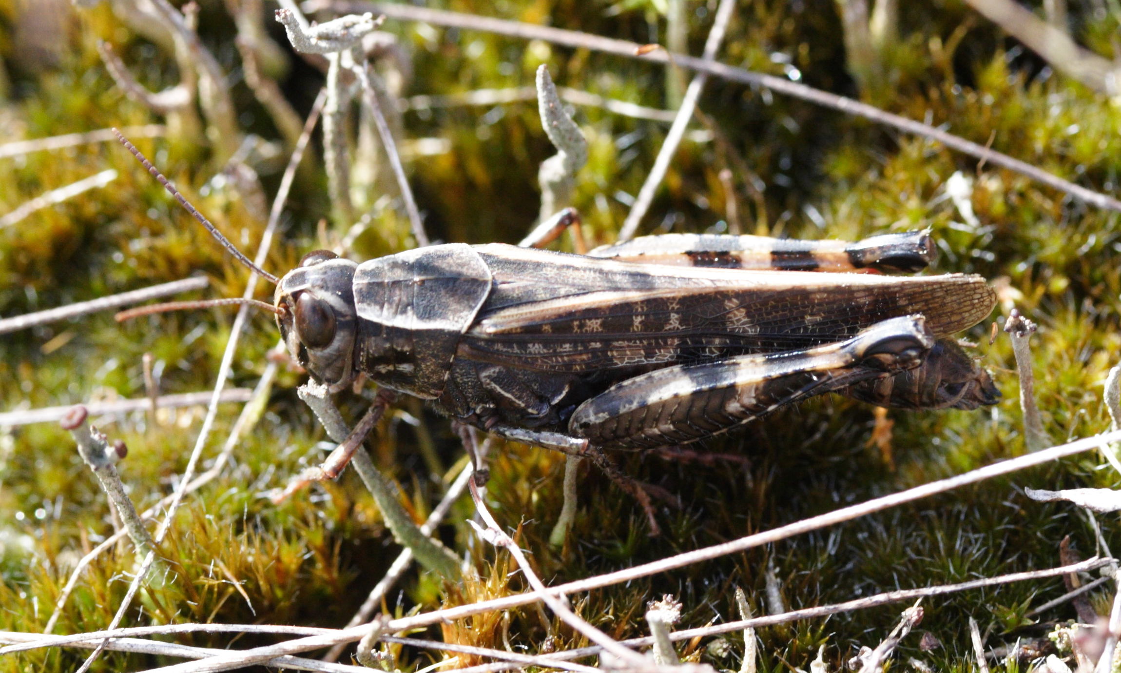 calliptamus_barbarus2md