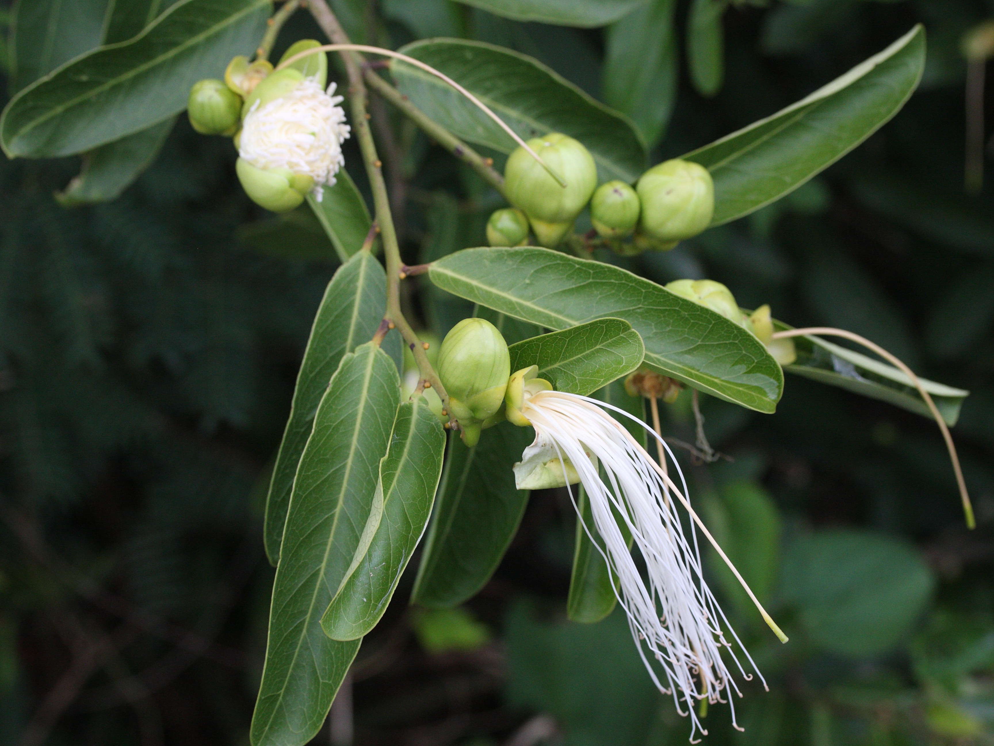capparis_flexuosa7md