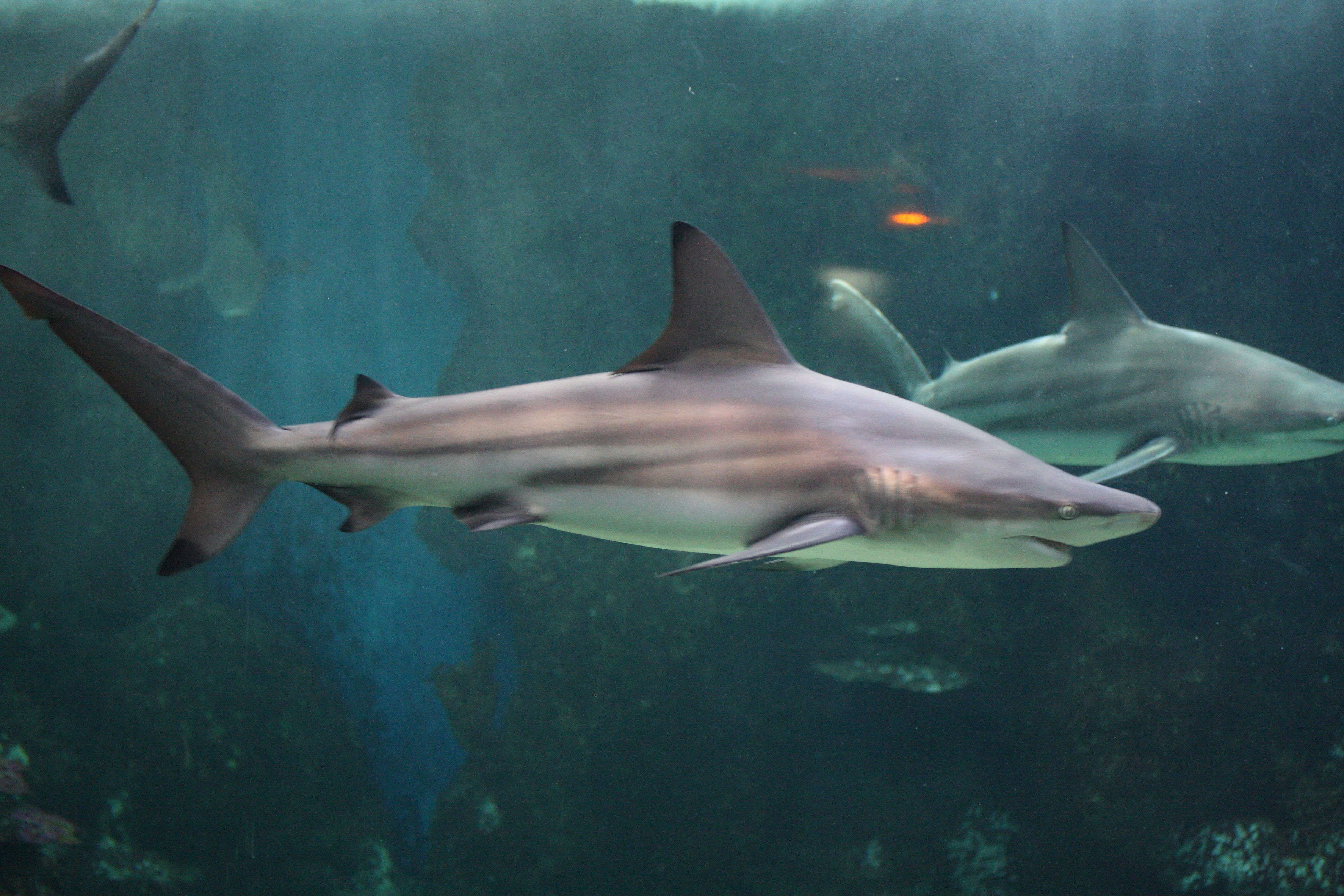 Afficher le média carcharhinus_limbatus1md carcharhinus_limbatus1md