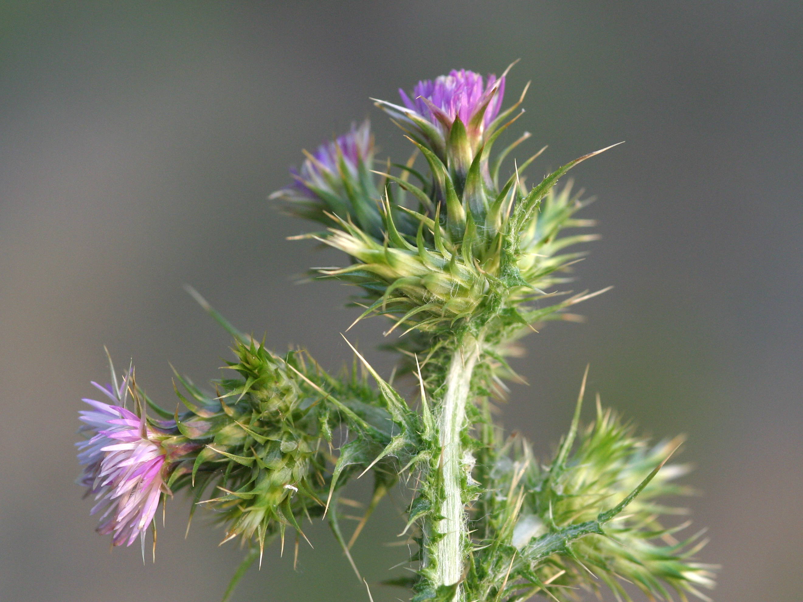 carduus_tenuiflorus5md