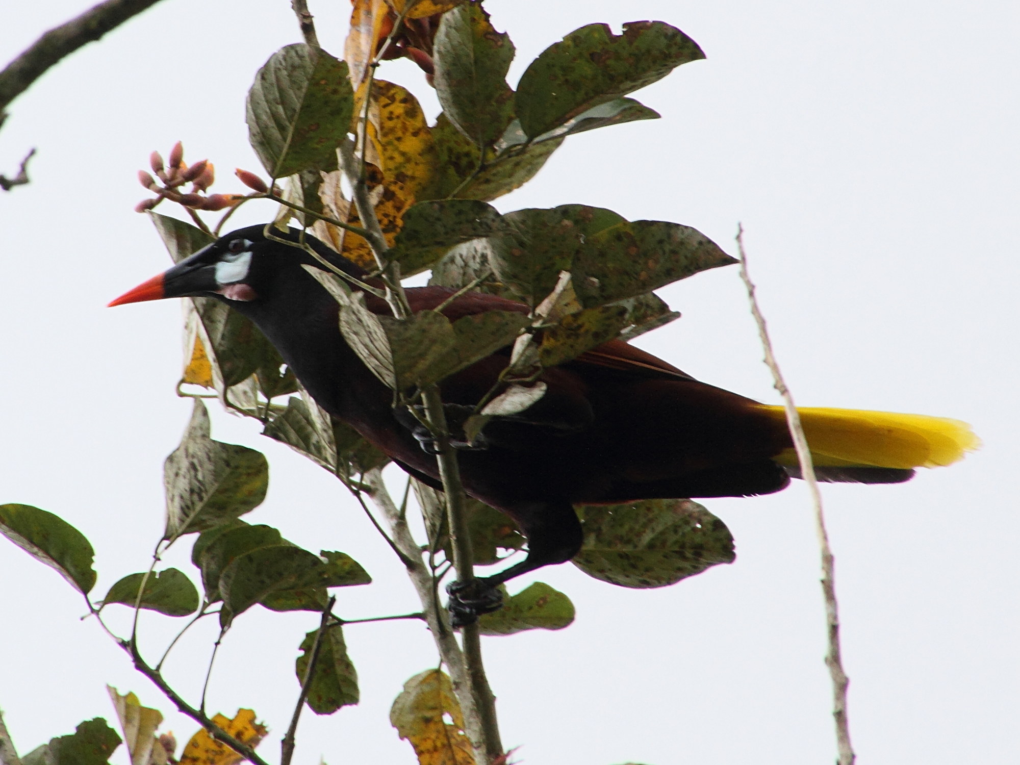 cassique_de_montezuma_-_psarocolius_montezuma4md