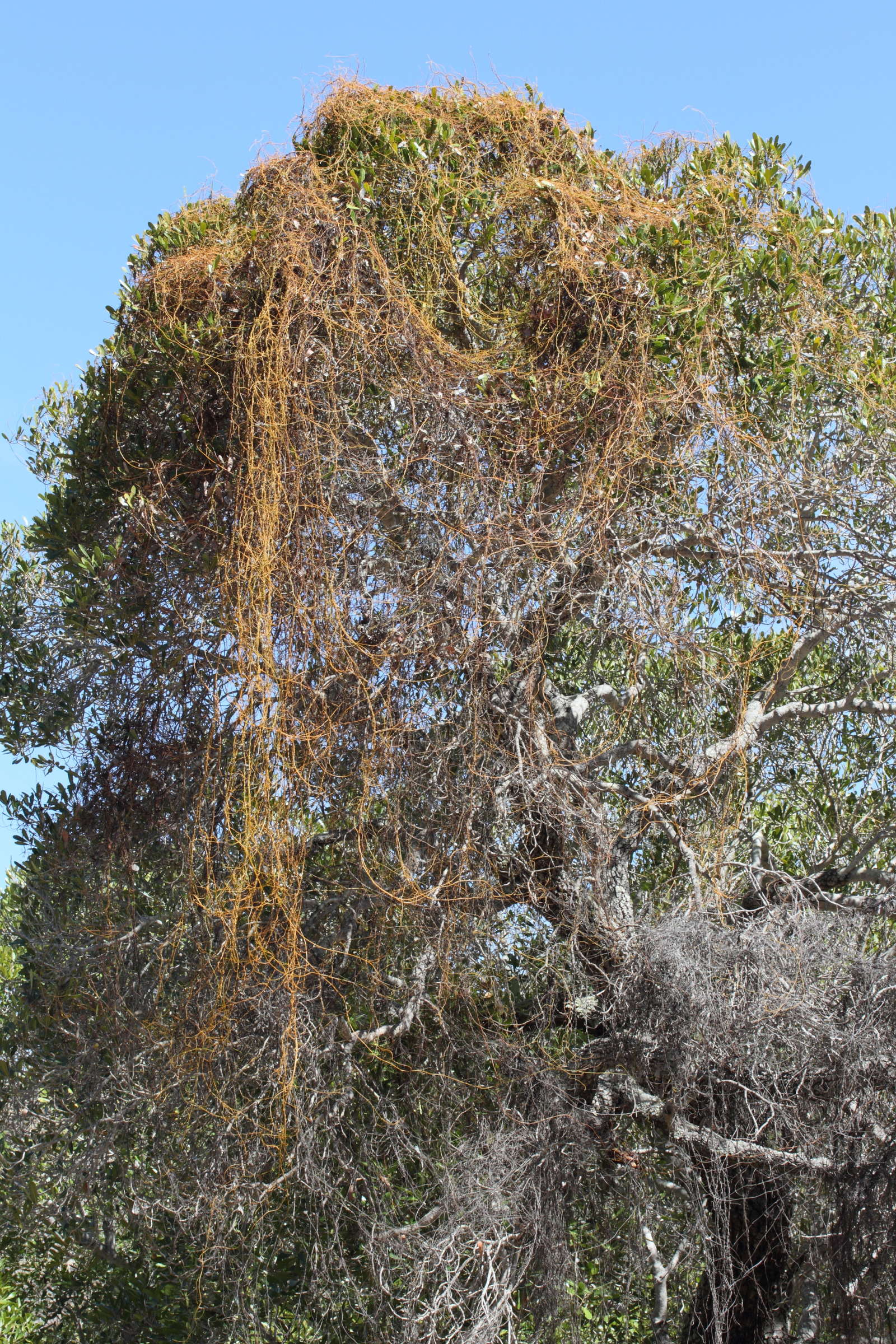 cassytha_filiformis9md