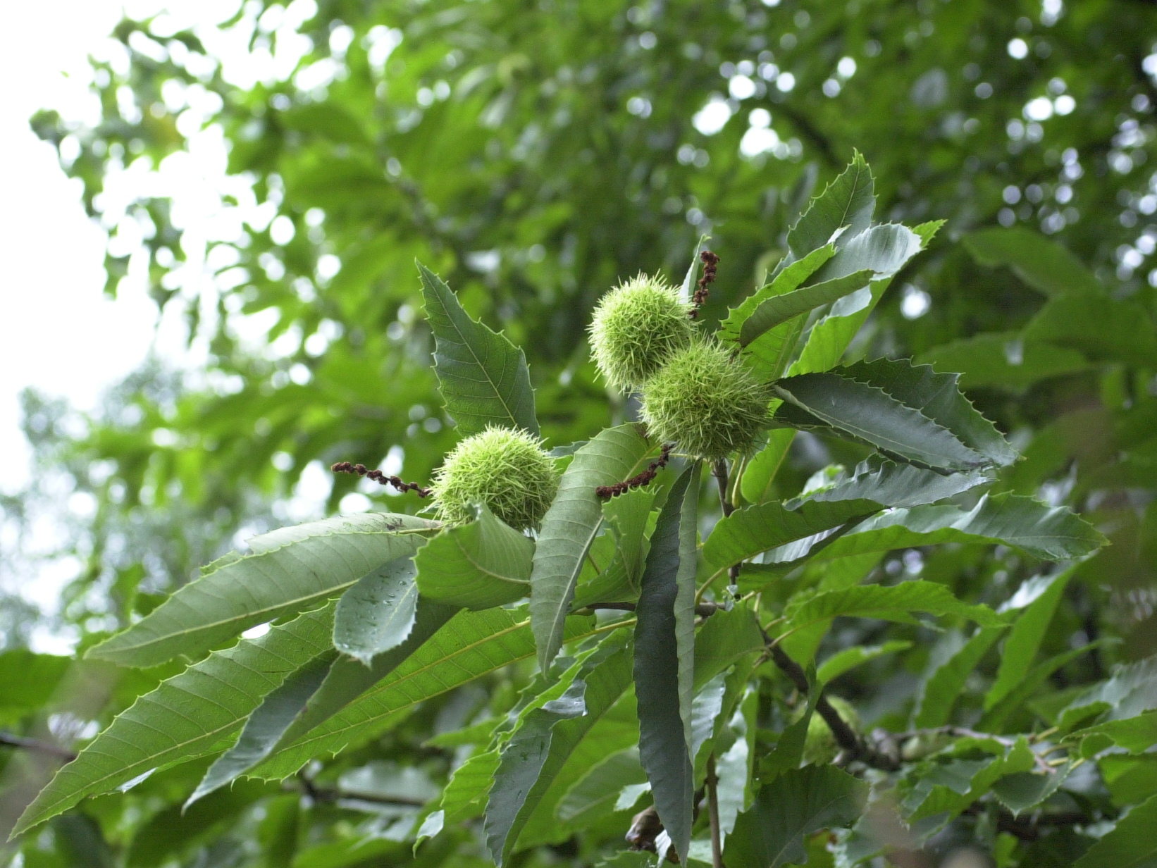 castanea_sativa2md