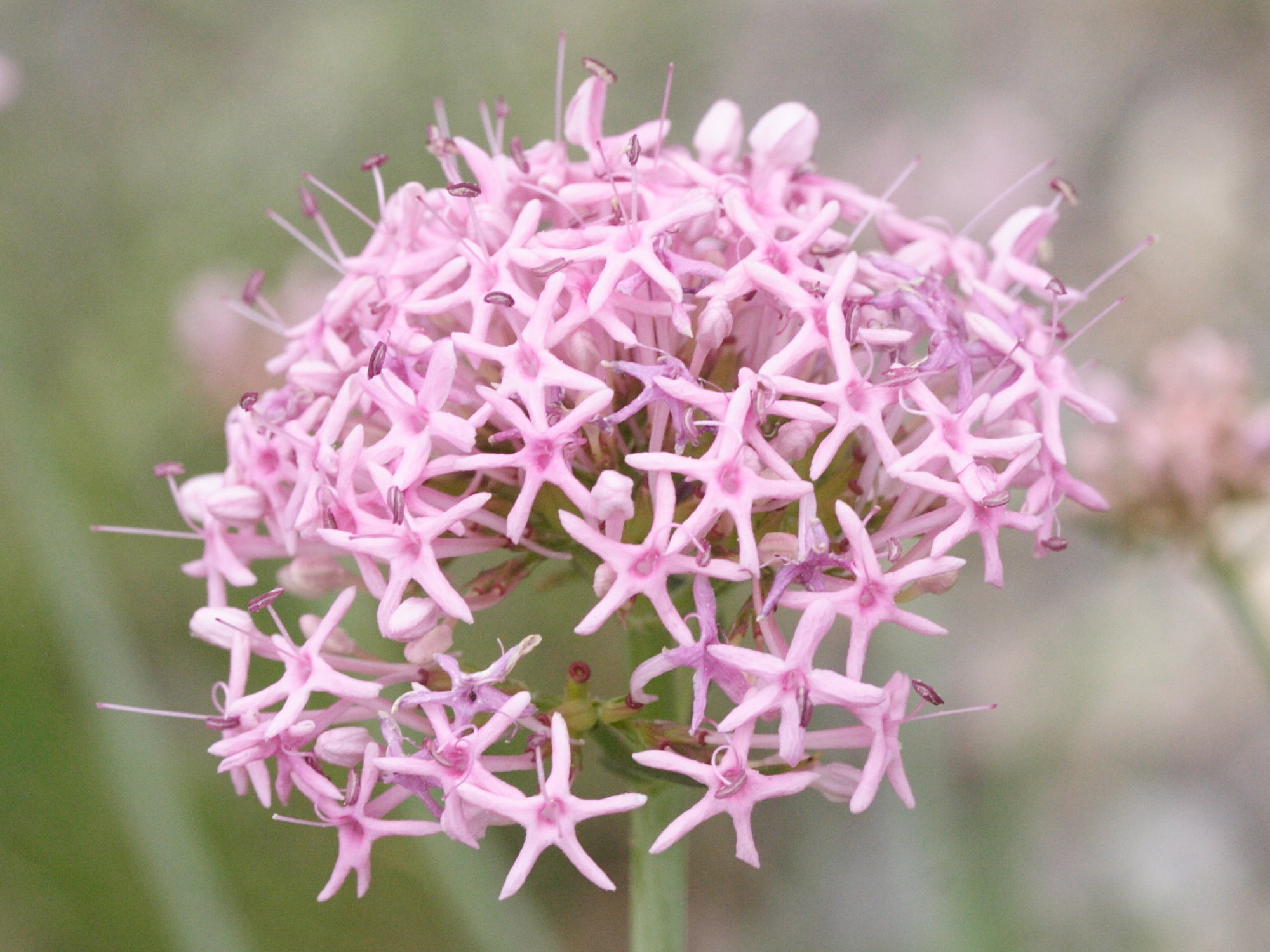 Afficher le média centranthus_angustifolius4md centranthus_angustifolius4md