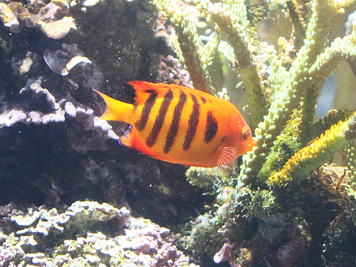 centropyge_loricula1bd