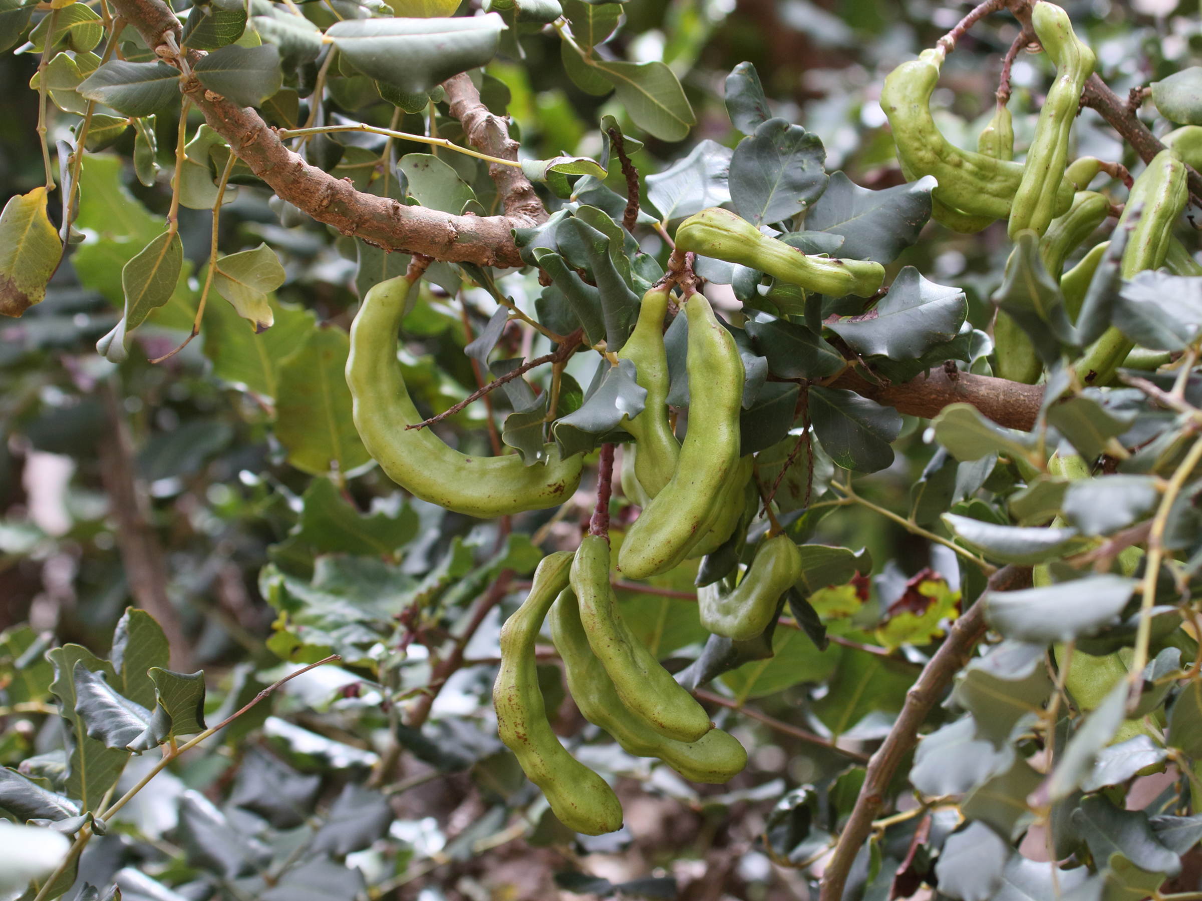 ceratonia_siliqua2bd