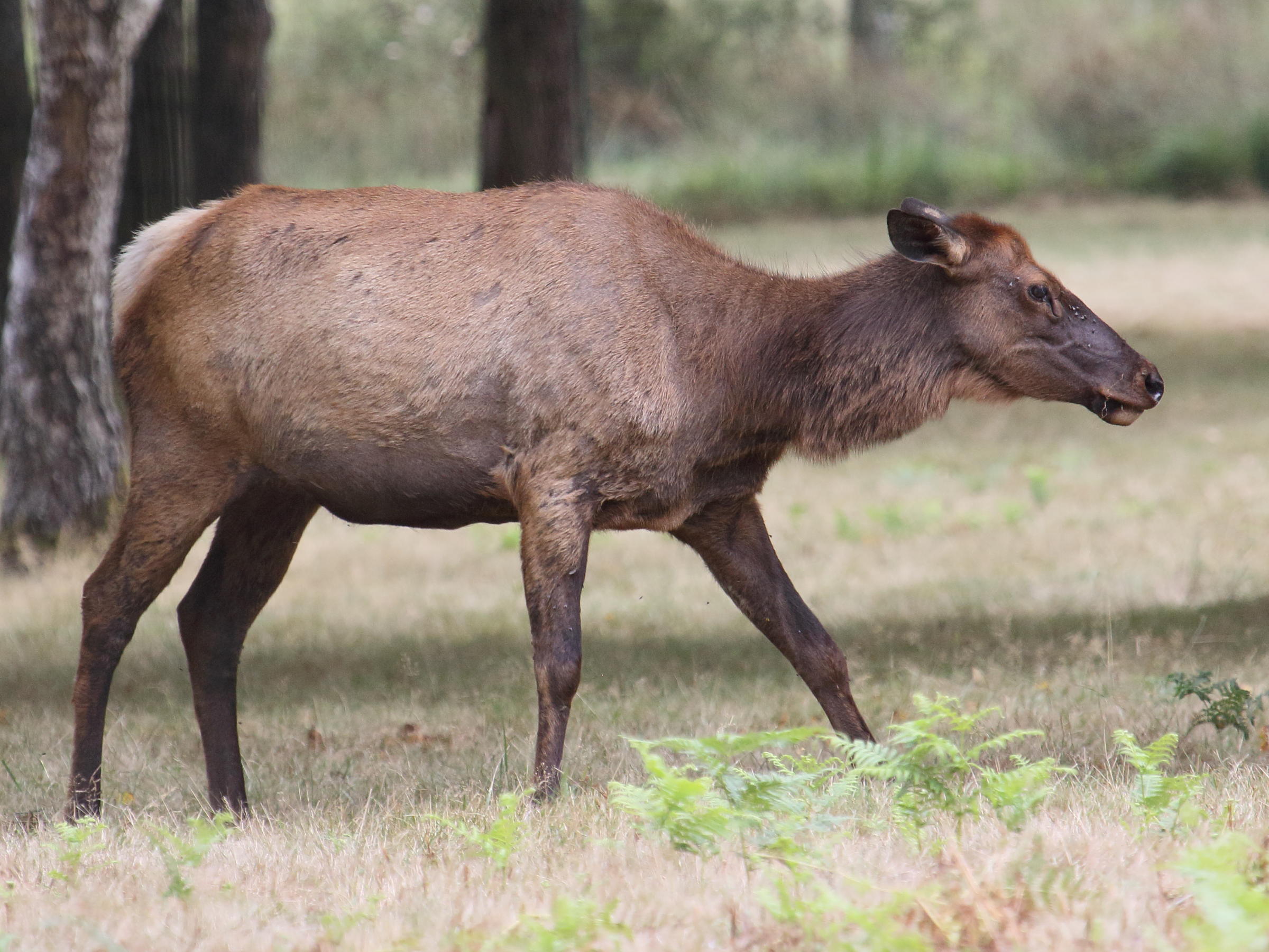 cervus_canadensis4bd