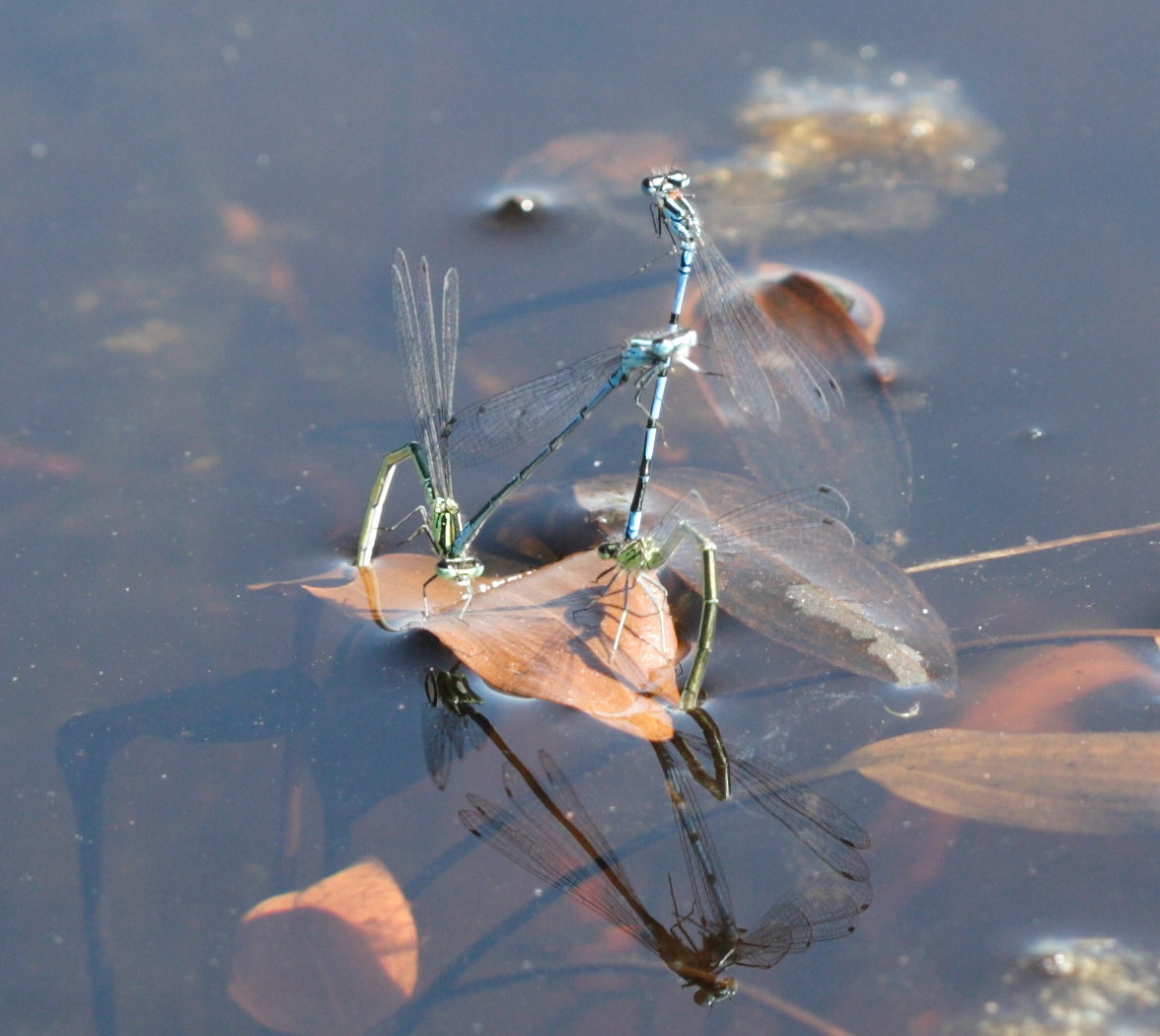 coenagrion_puella2bd