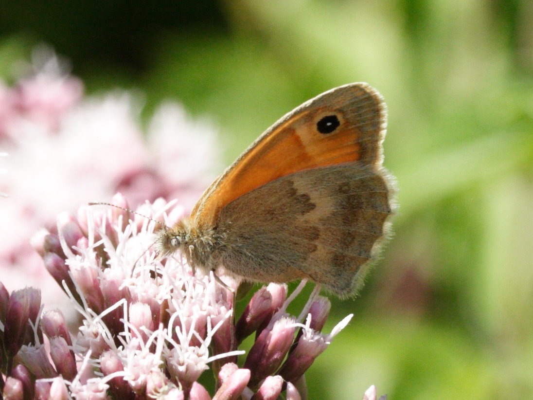 coenonympha_pamphilus3md