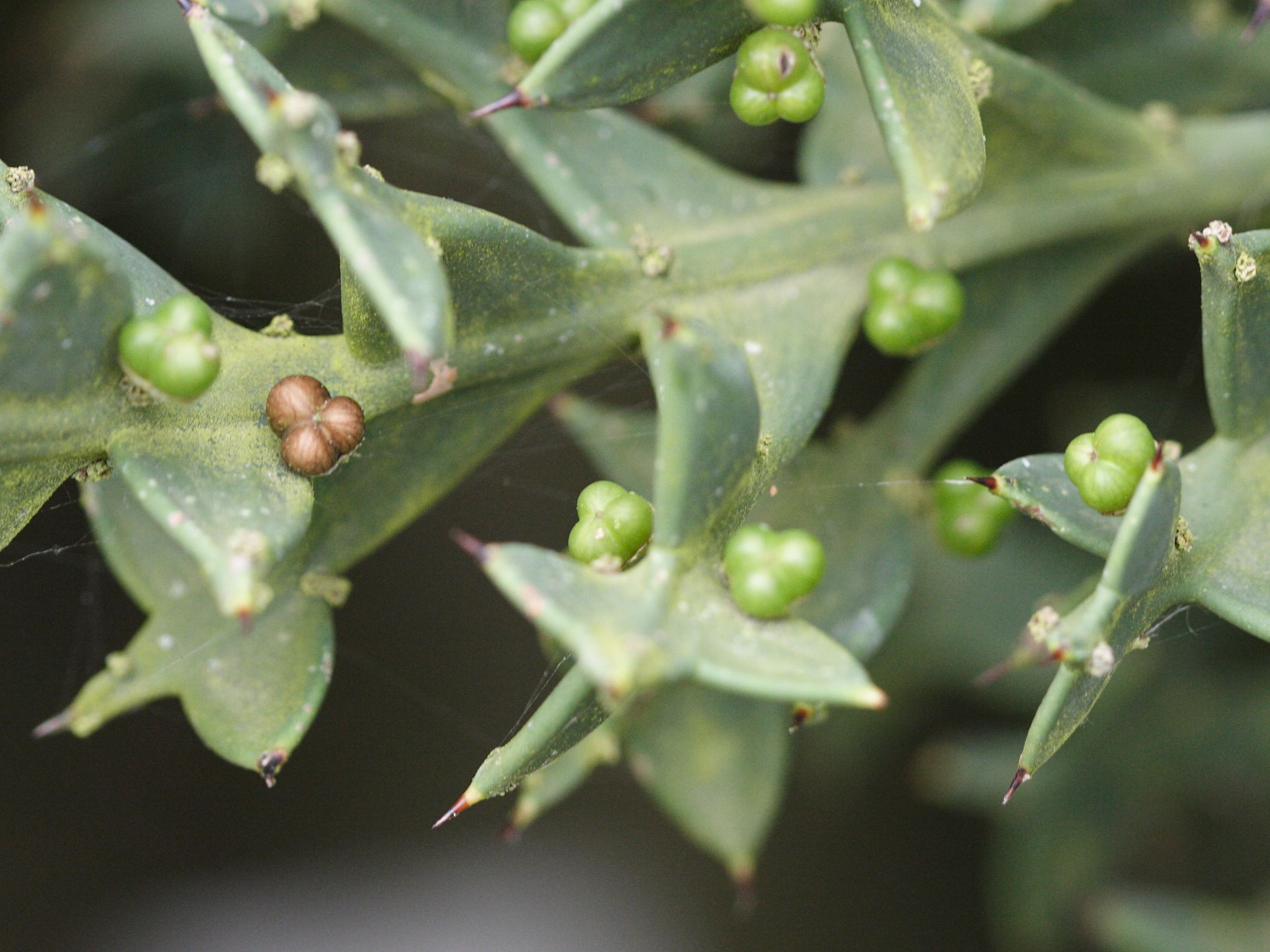 Colletia_paradoxa