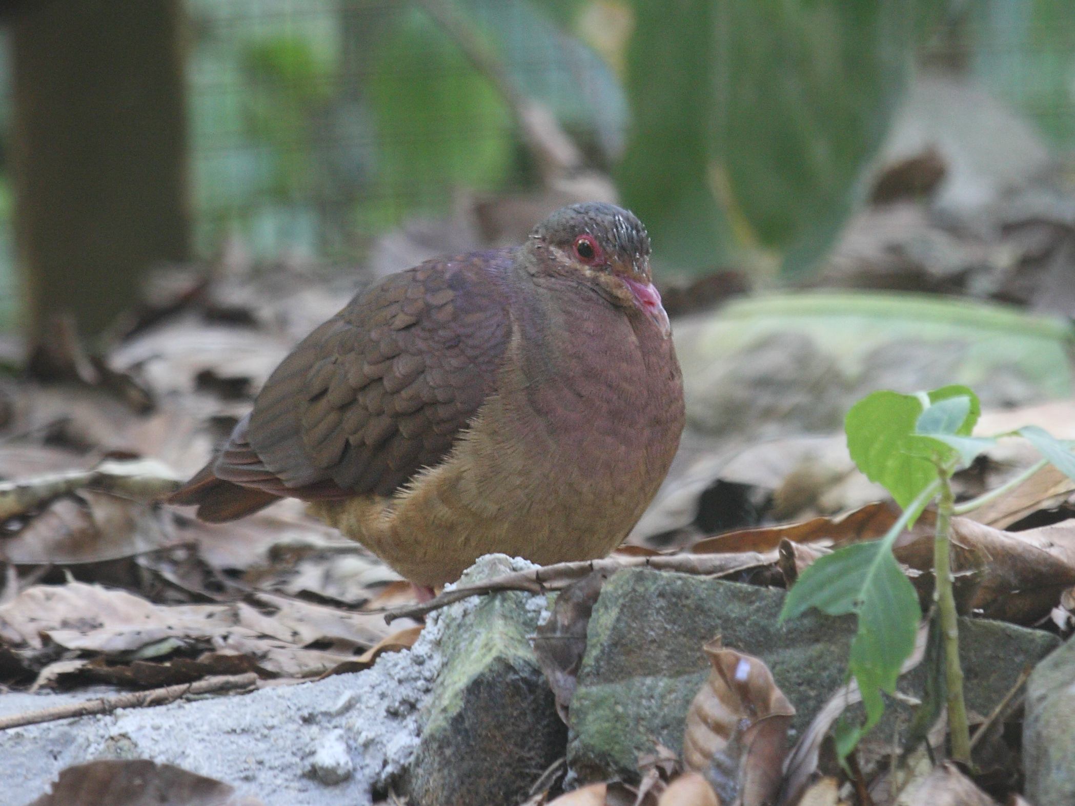 colombe_rouviolette_-_geotrygon_montana1sd