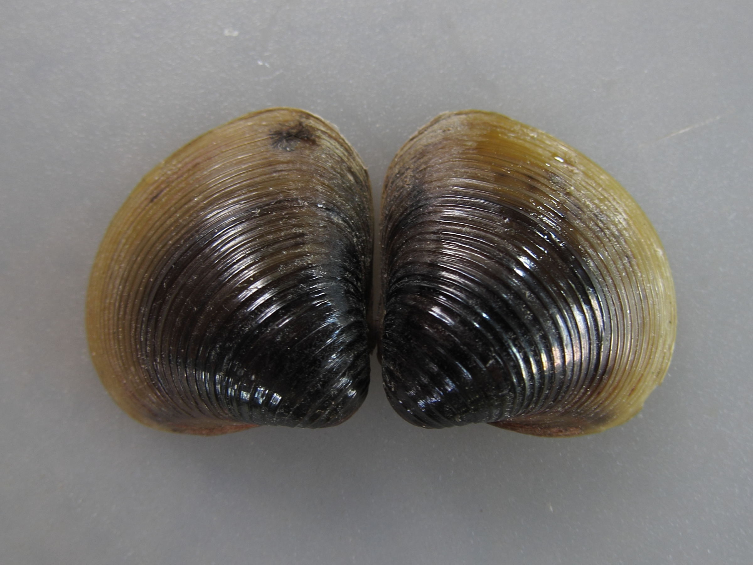 corbicula_fluminea3md