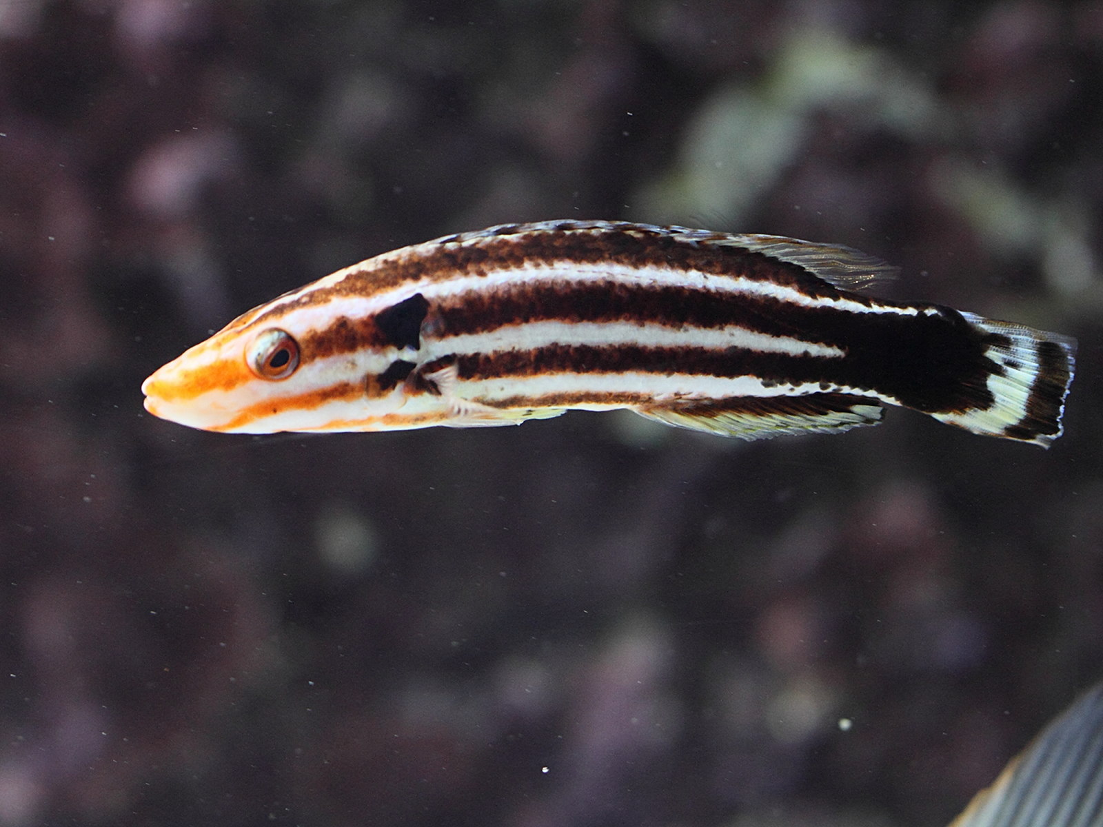 coris_flavovittata1bd