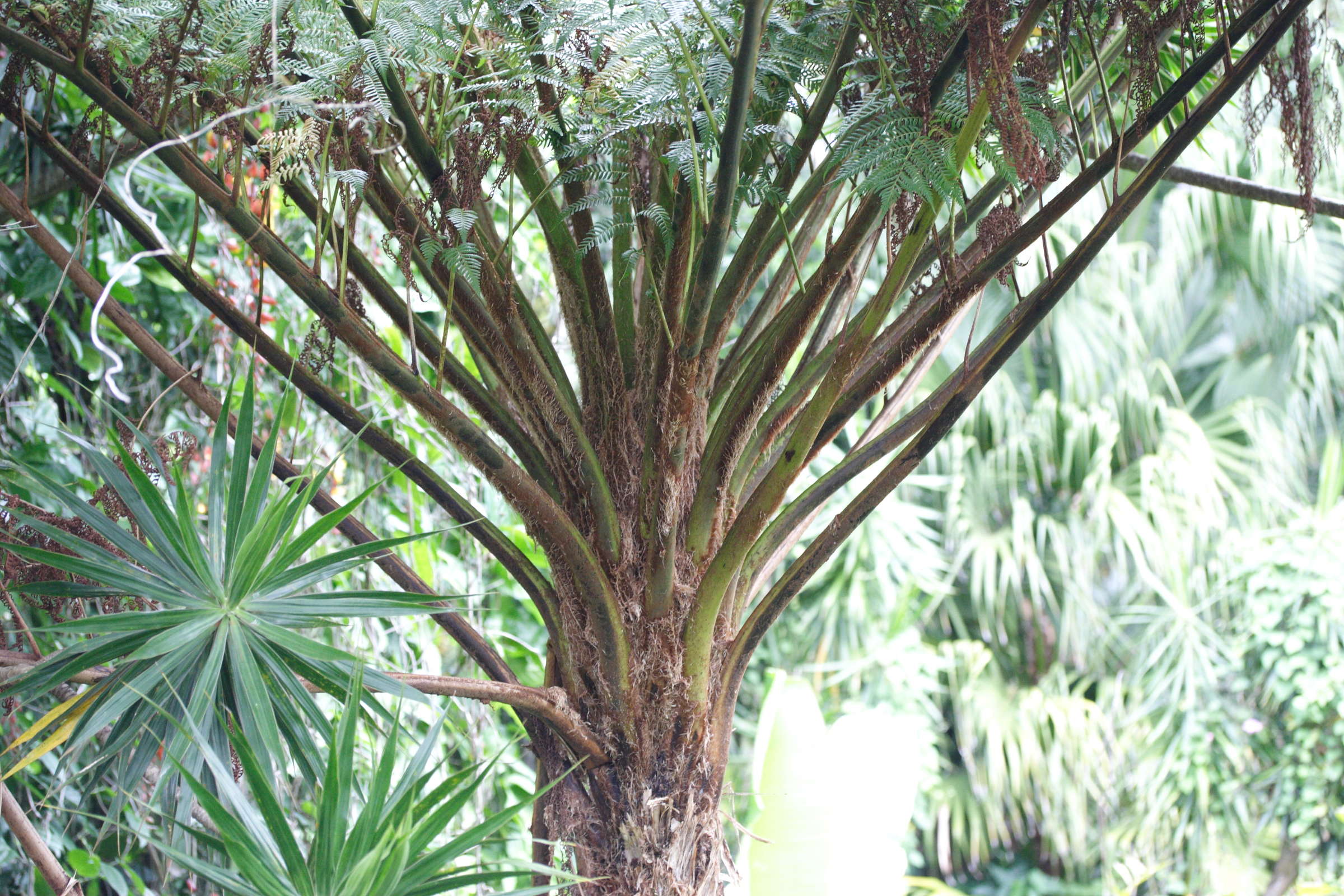 Afficher le média Cyathaea_cooperi Cyathaea_cooperi