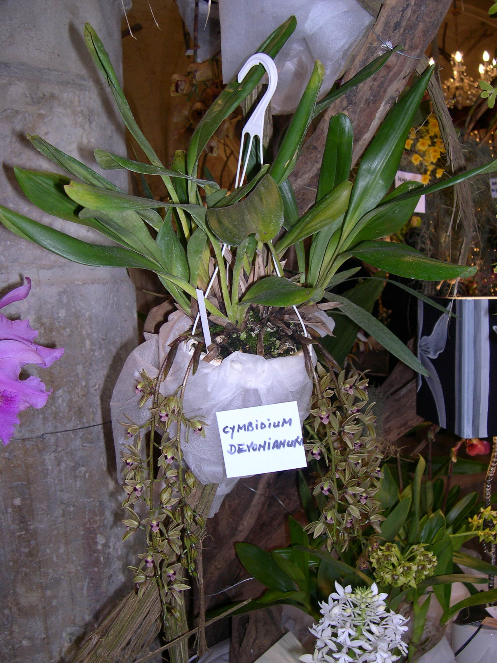 cymbidium_devonianum2md