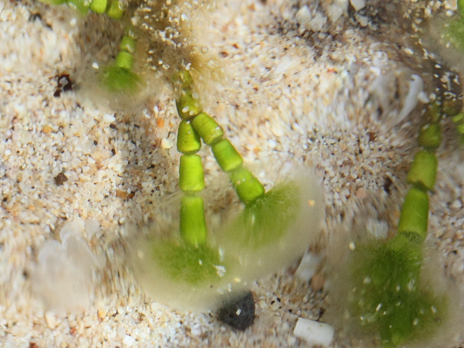 cymopolia_barbata3md