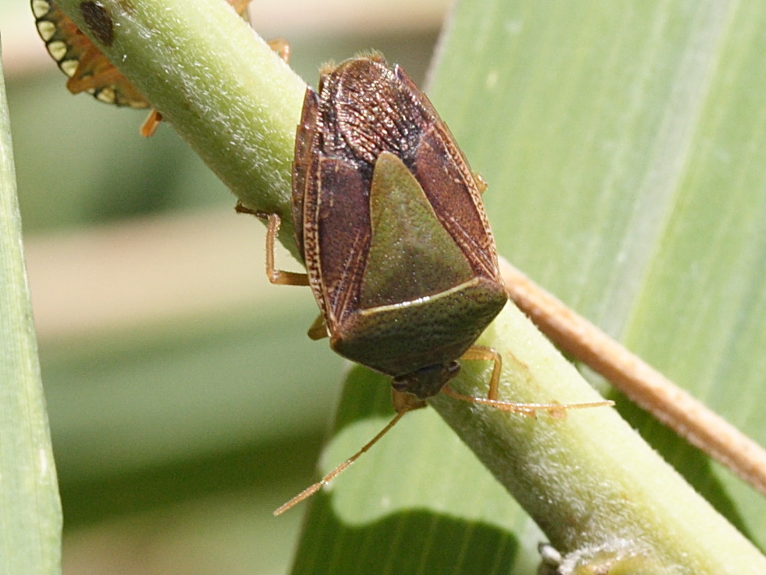 edessa_meditabunda4md