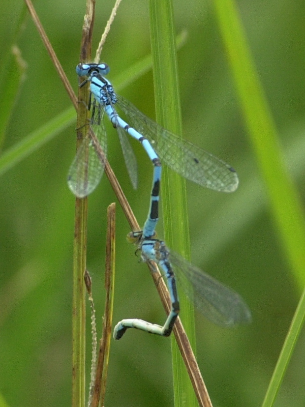 enallagma_cyathigerum1md