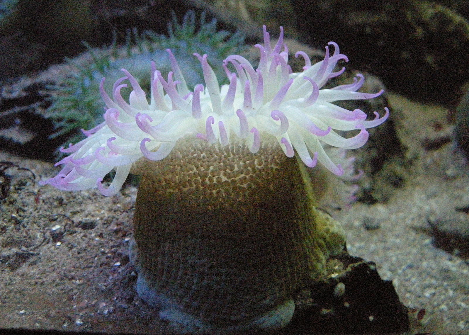 epiactis_prolifera1bd