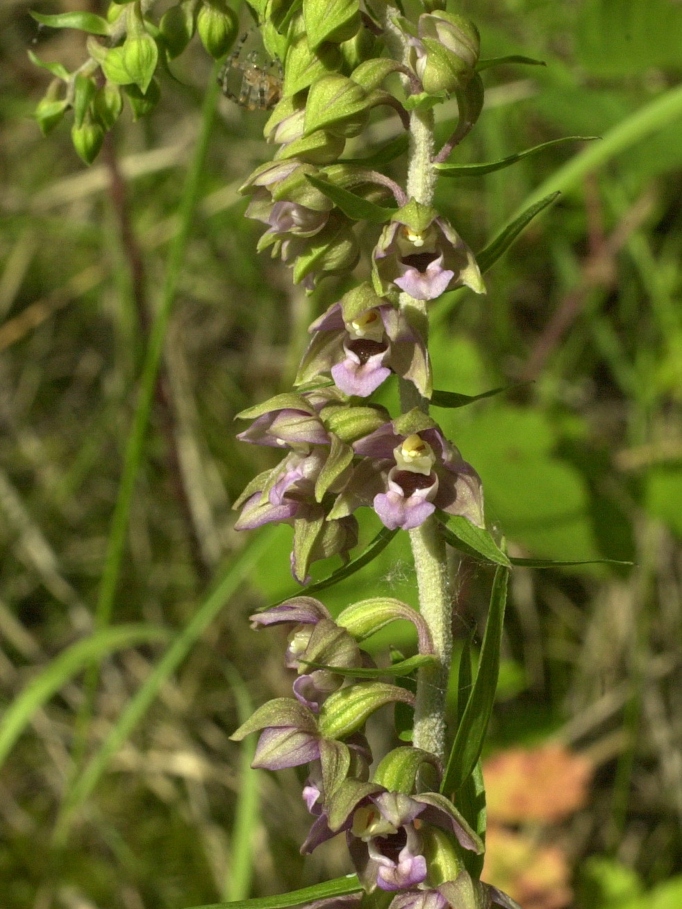 Afficher le média epipactis_helleborine7md epipactis_helleborine7md