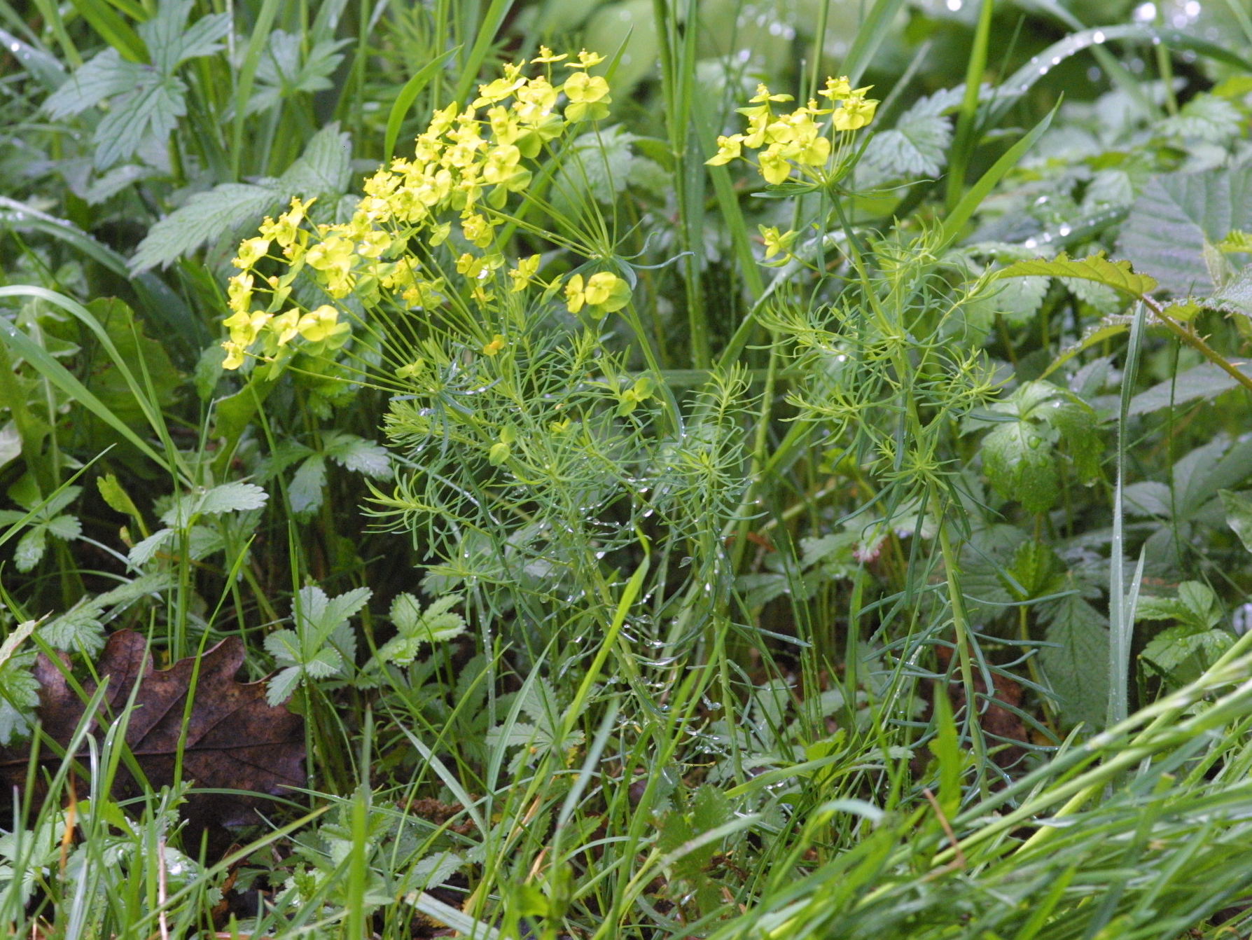 Afficher le média euphorbia_cyparissias3md euphorbia_cyparissias3md