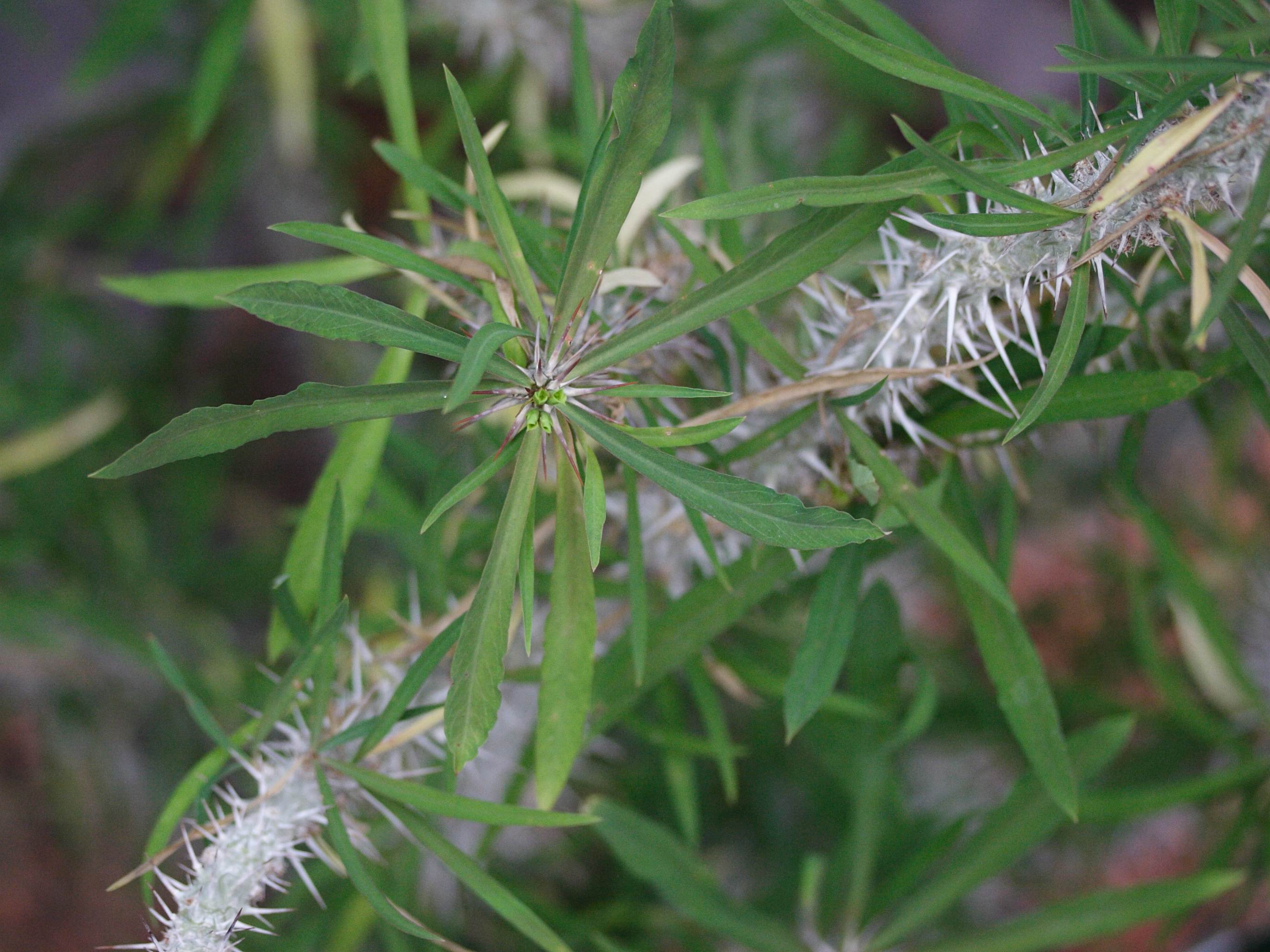 Afficher le média euphorbia_genoudiana2md euphorbia_genoudiana2md