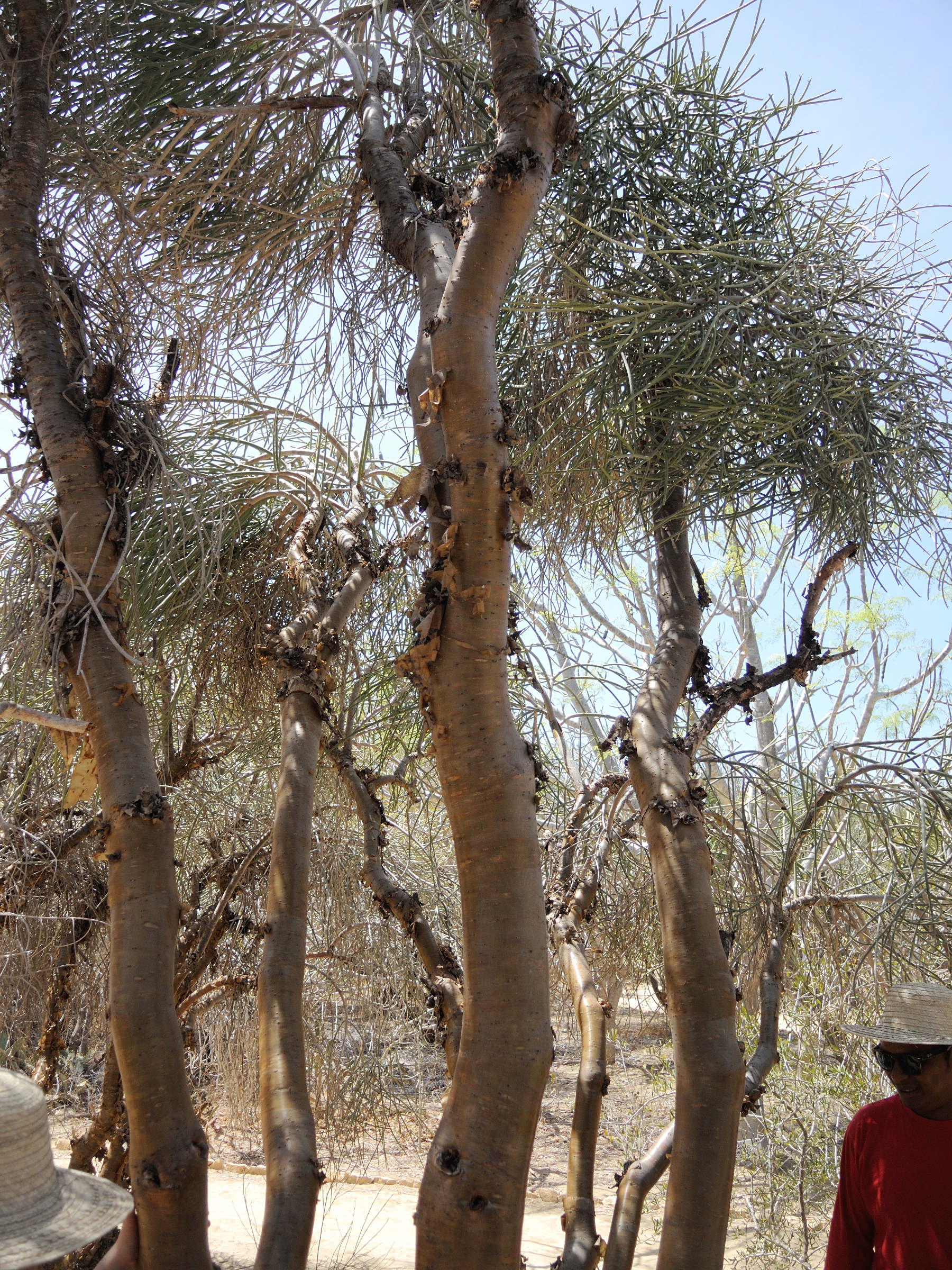 Afficher le média Euphorbia_plagiantha Euphorbia_plagiantha