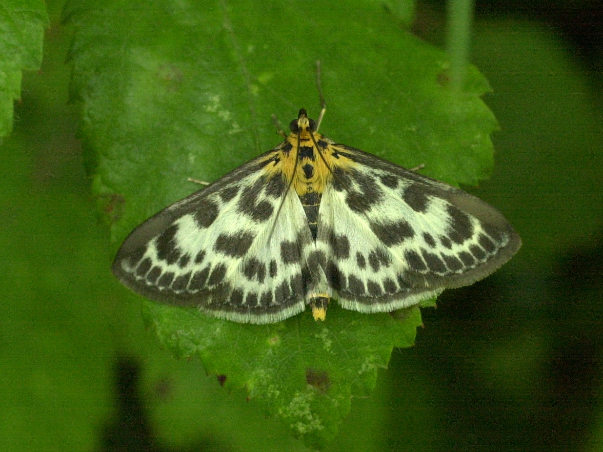 eurrhypara_hortulata1md