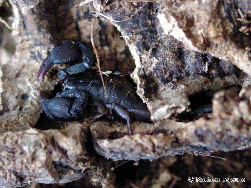 euscorpius_flavicaudis3ml