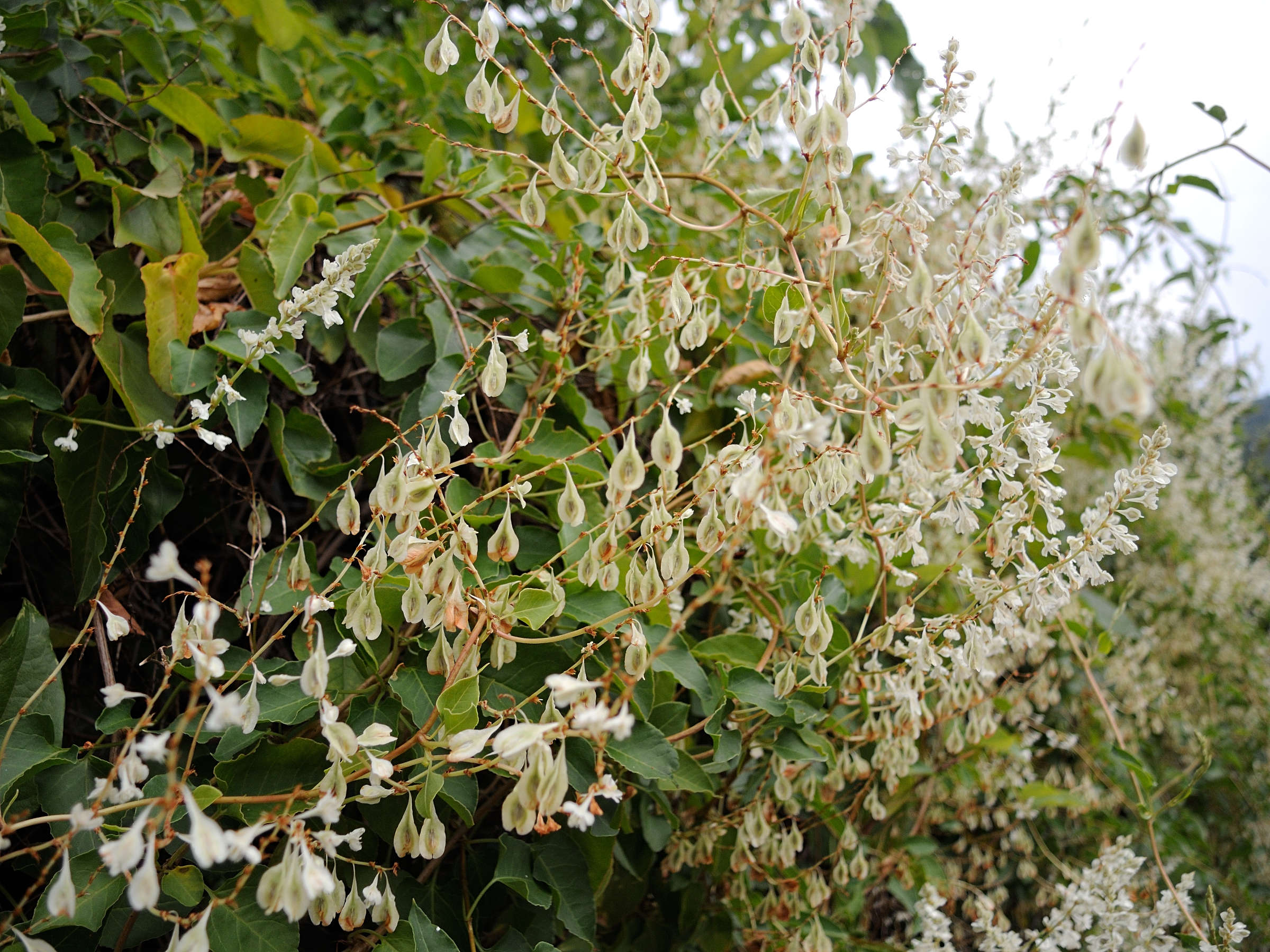 Afficher le média fallopia_aubertii3md fallopia_aubertii3md