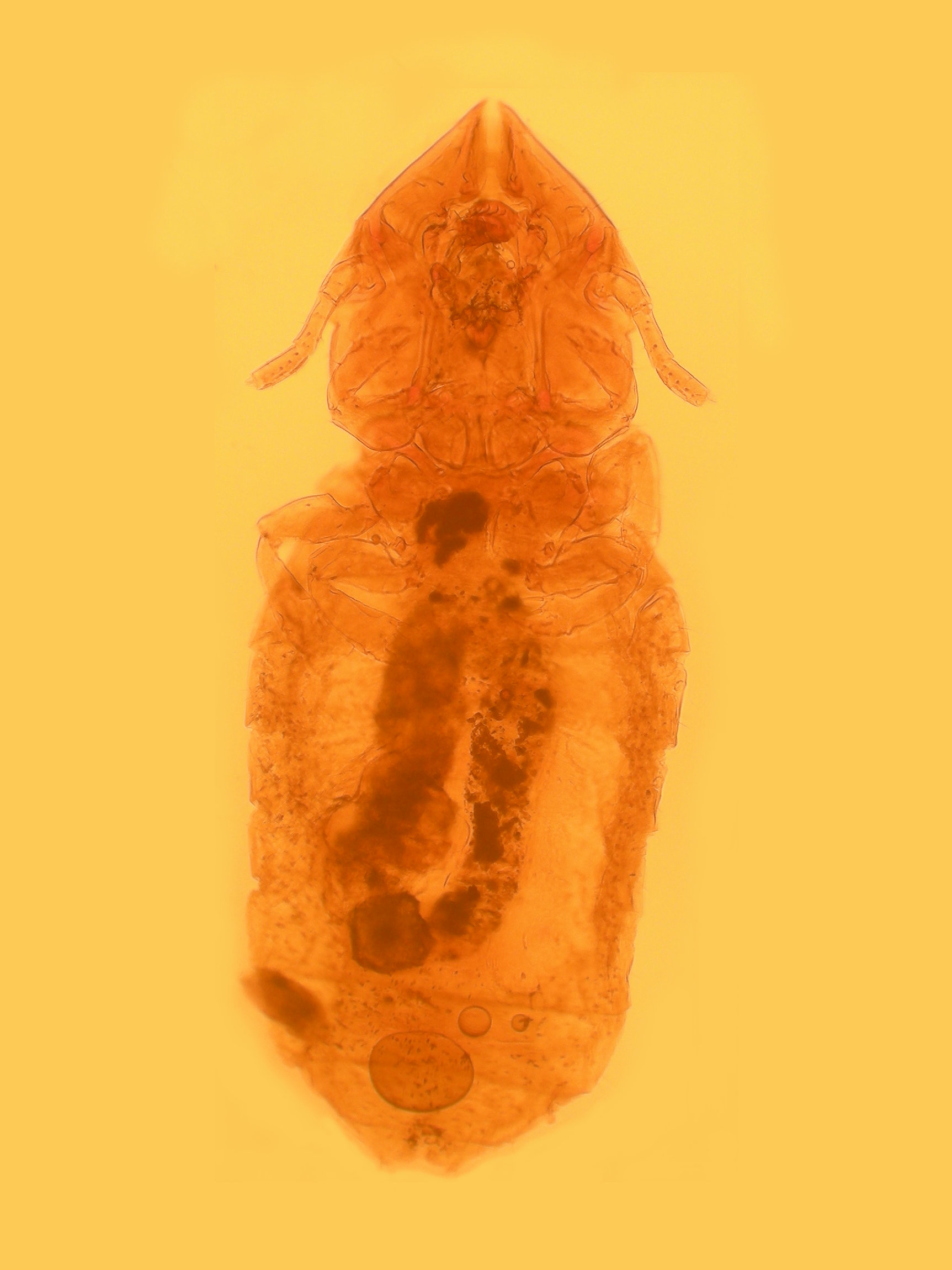 felicola_subrostratus1md