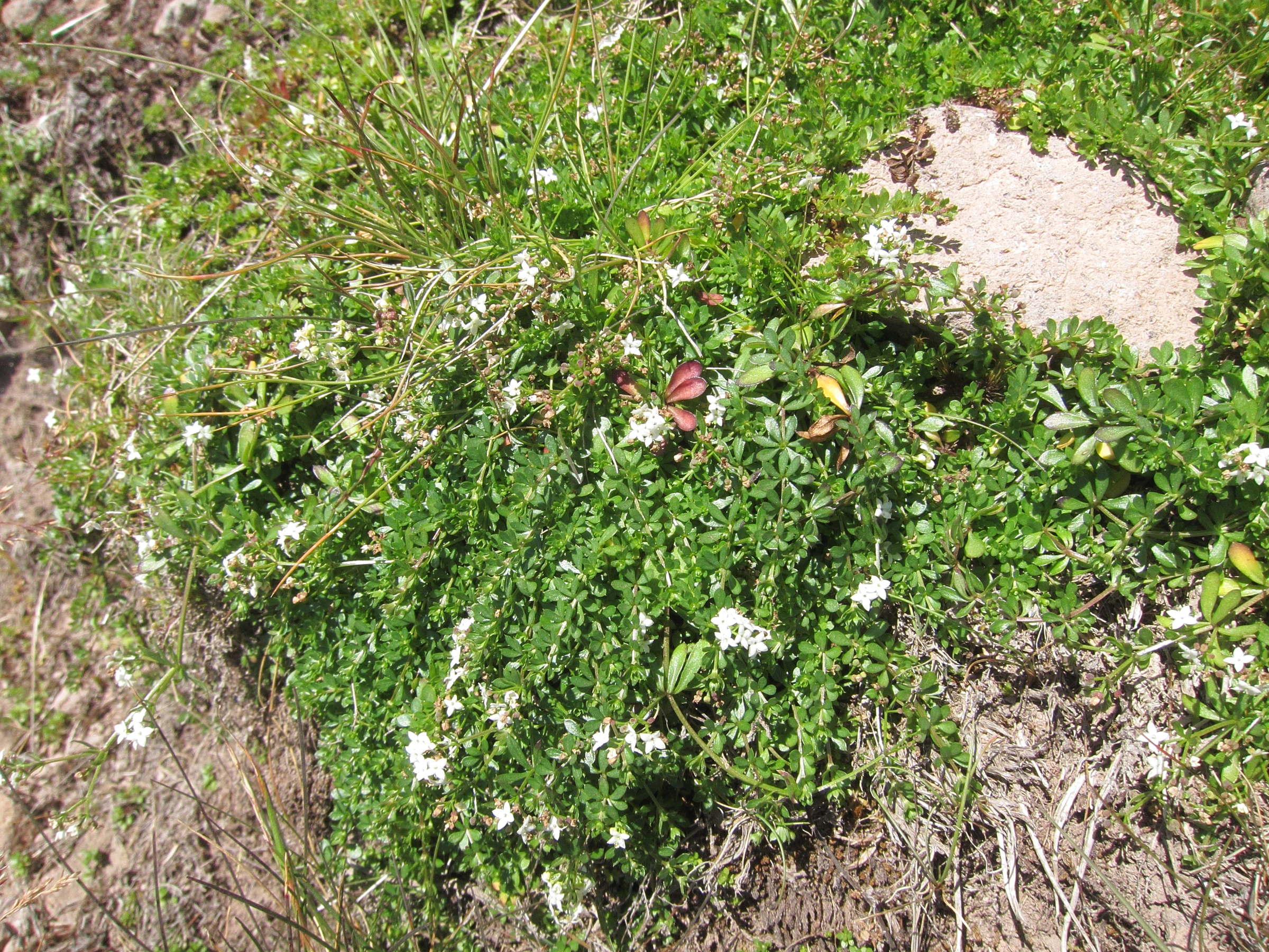 Afficher le média galium_odoratum4bd galium_odoratum4bd