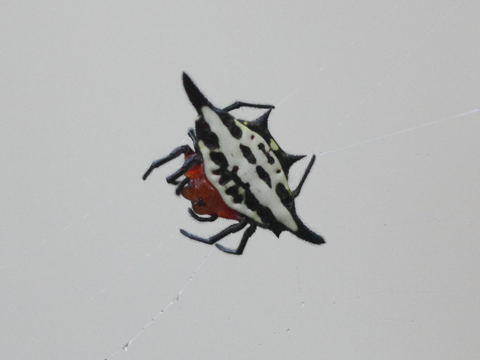 gasteracantha_rhomboidea_comorensis1bd