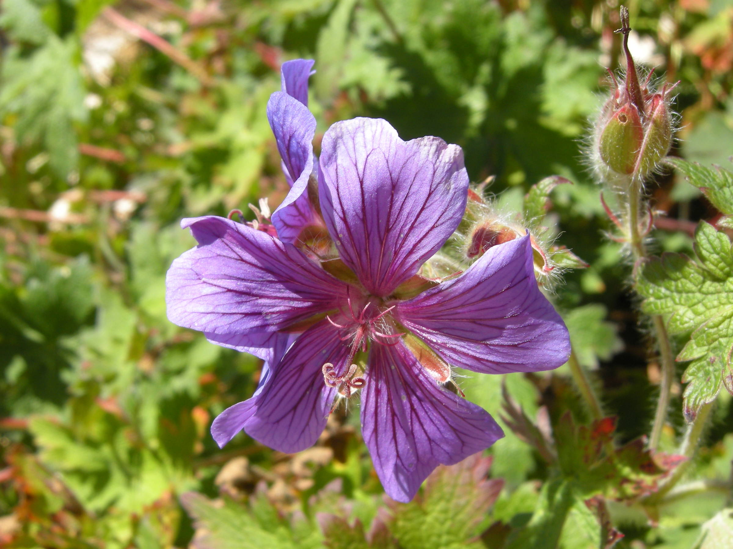 Afficher le média geranium_ibericum_jubatum2md geranium_ibericum_jubatum2md