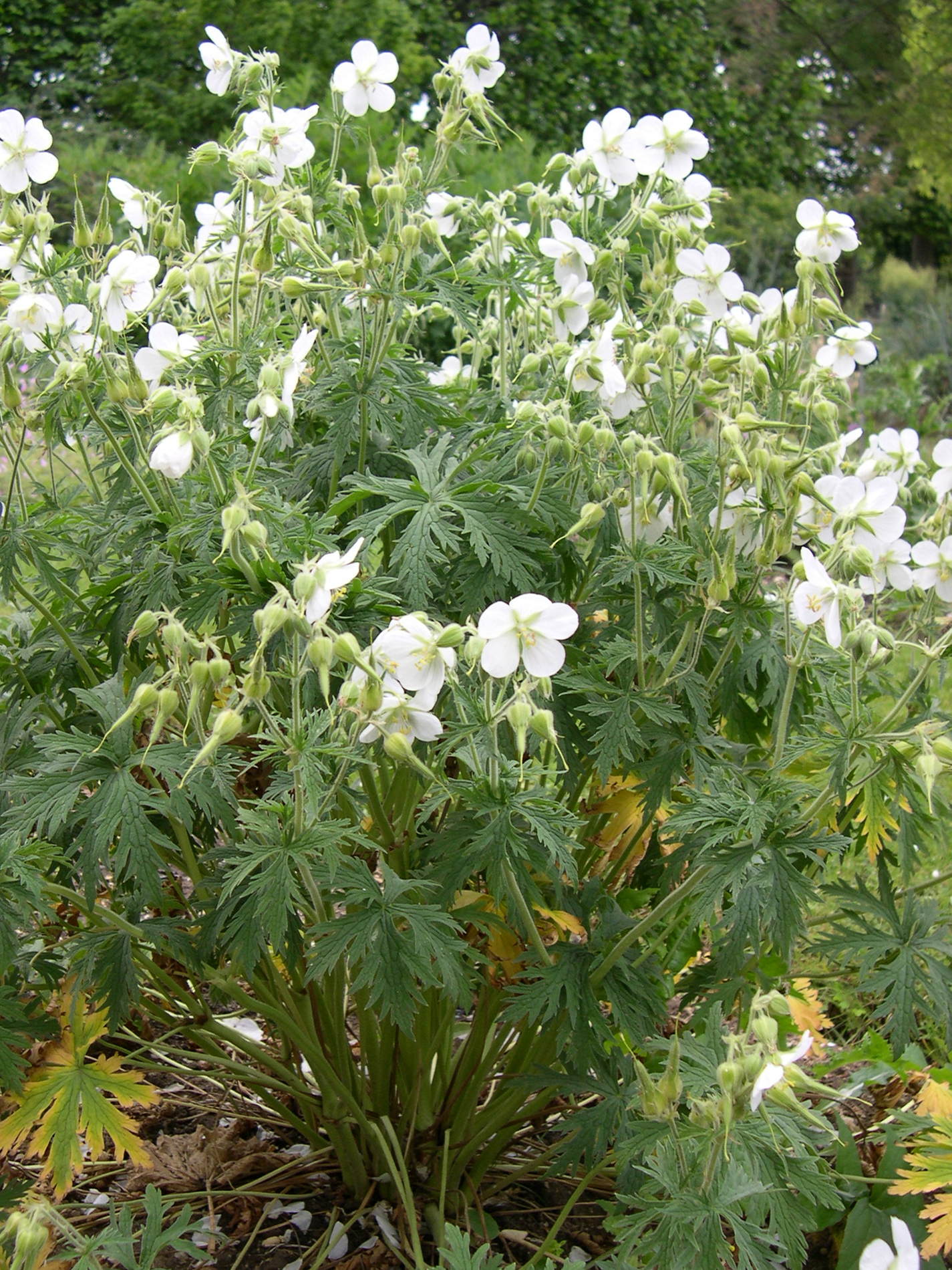 geranium_pratense1amd