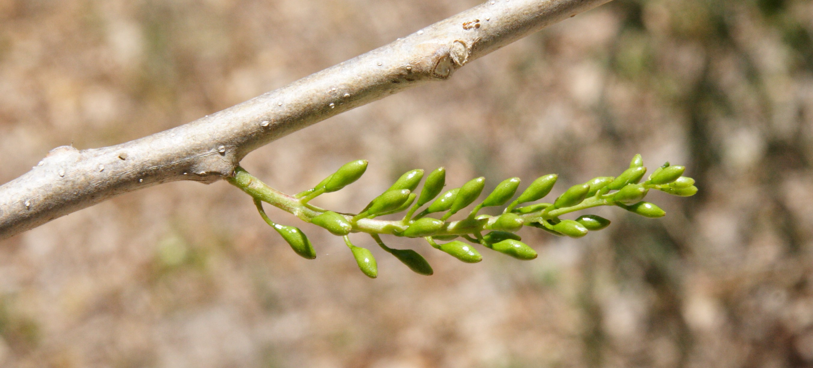 gliricidia_sepium5md