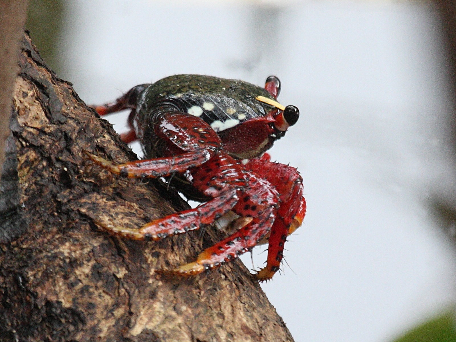 Afficher le média goniopsis_cruentata3bd goniopsis_cruentata3bd