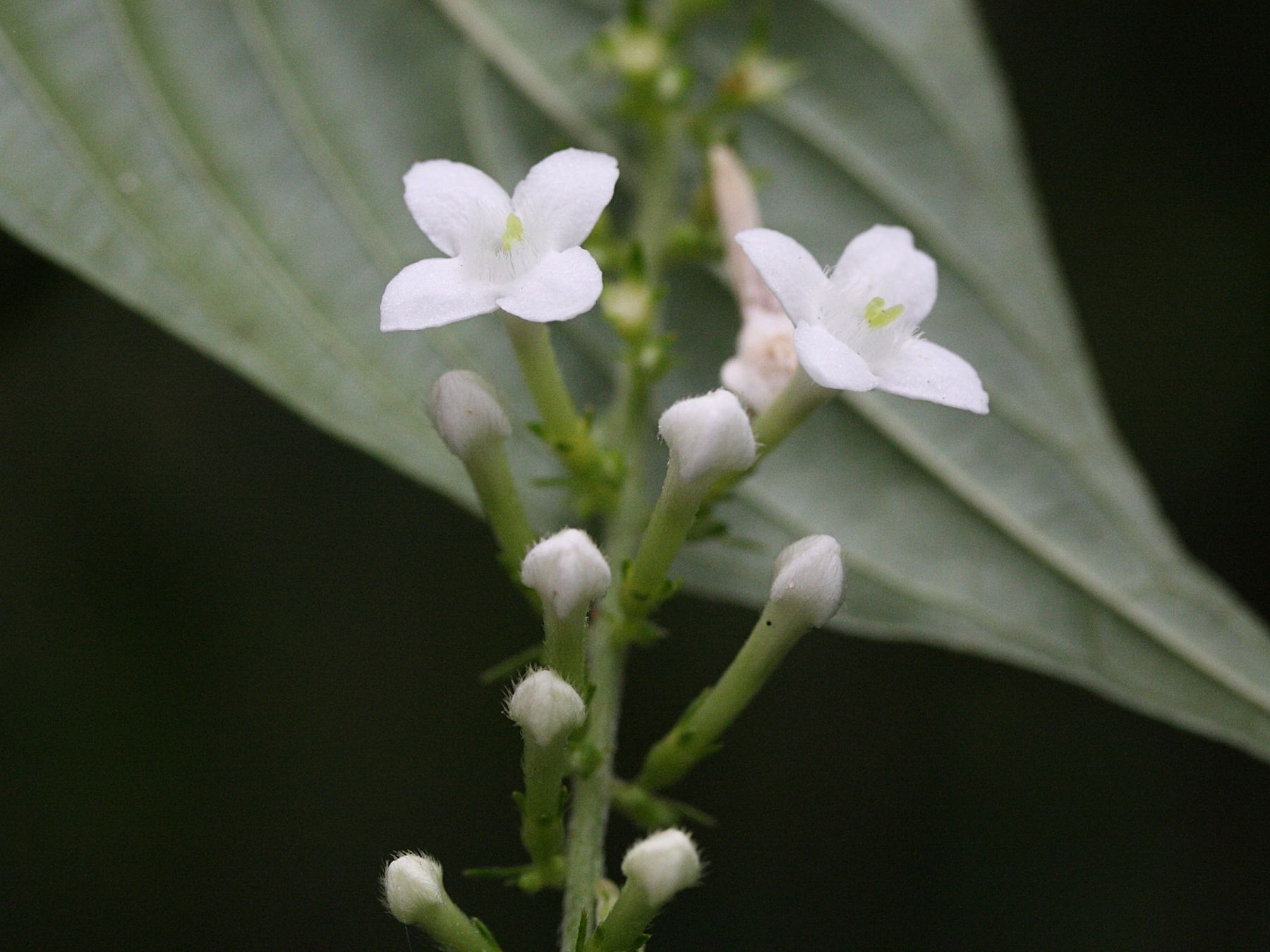 gonzalagunia_hirsuta3bmd