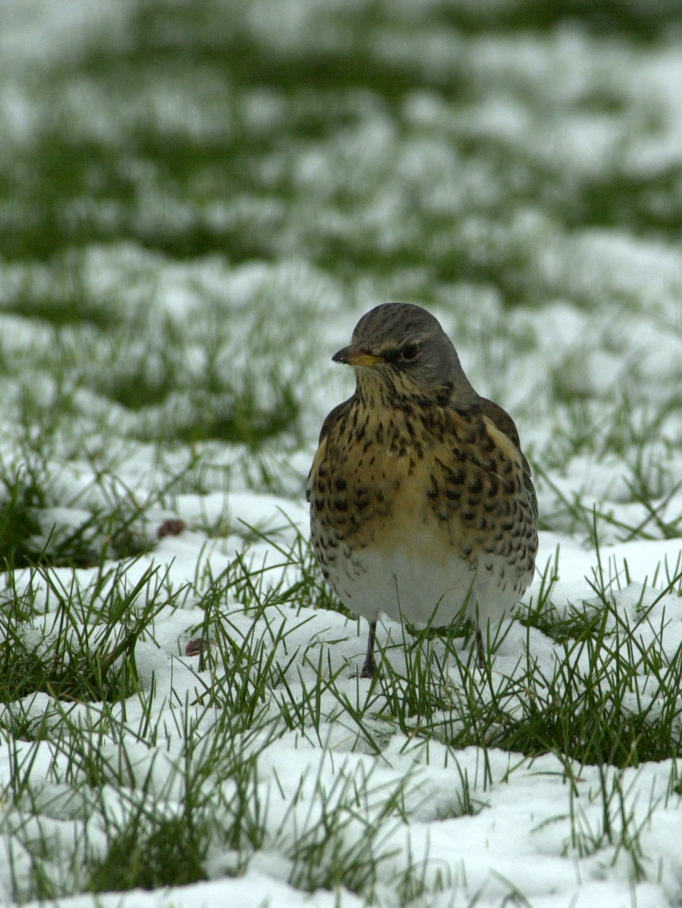 grive_litorne_-_turdus_pilaris4bd