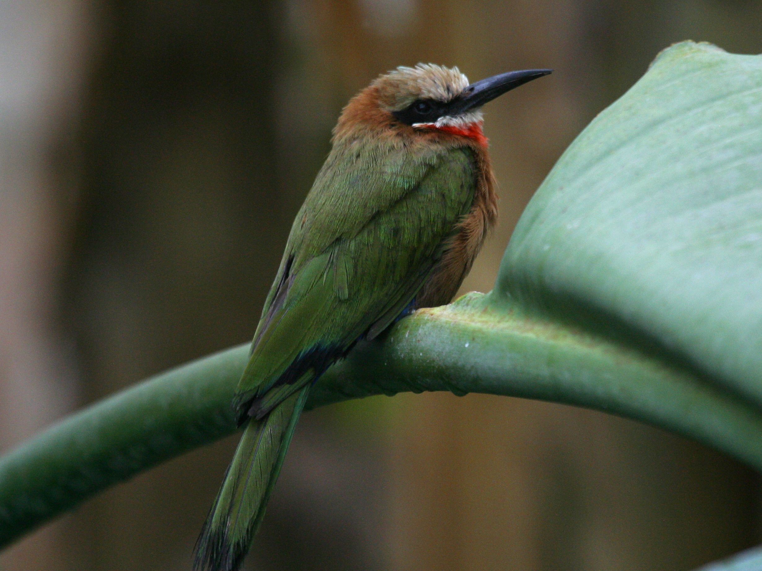 guepier_a_front_blanc_-_merops_bullockoides3bd