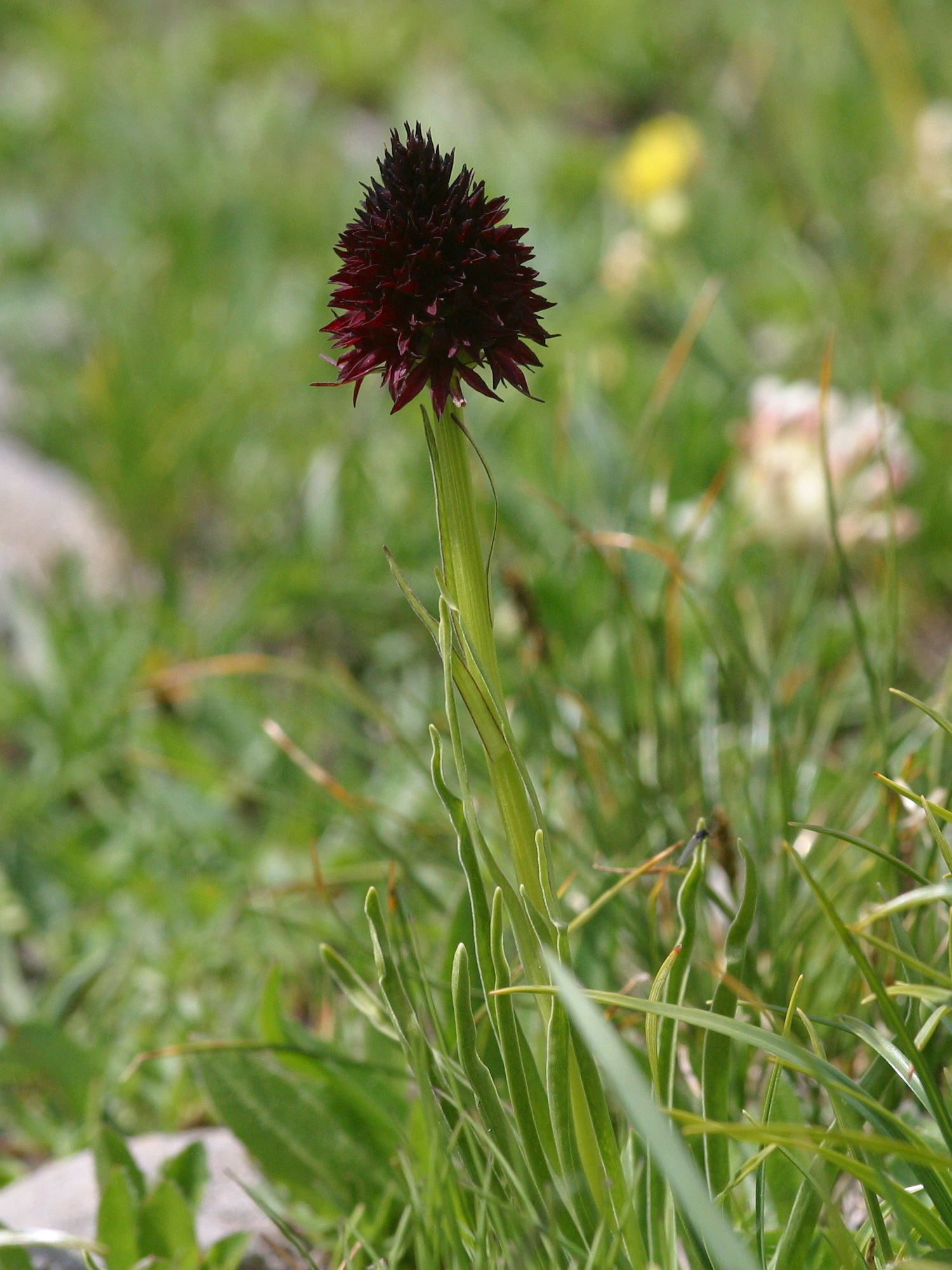 gymnadenia_nigra_rhellicani2amd