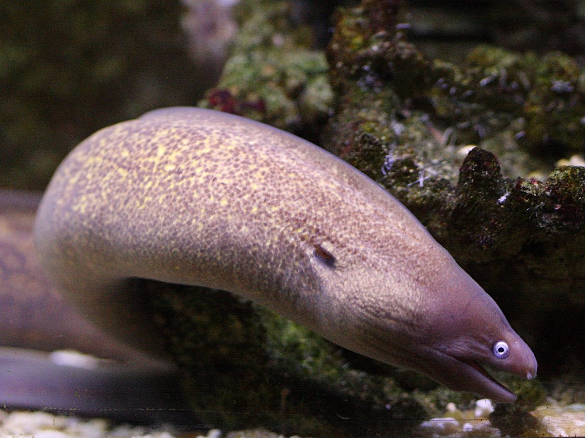 gymnothorax_buroensis1bd