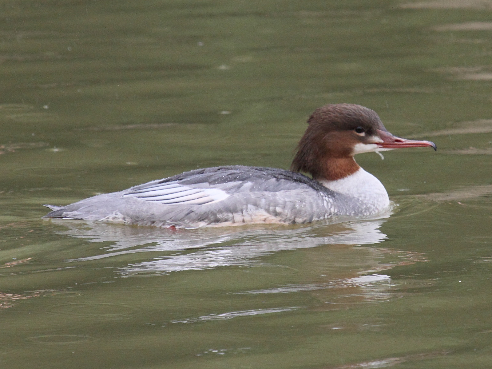 harle_bievre_-_mergus_merganser1bd