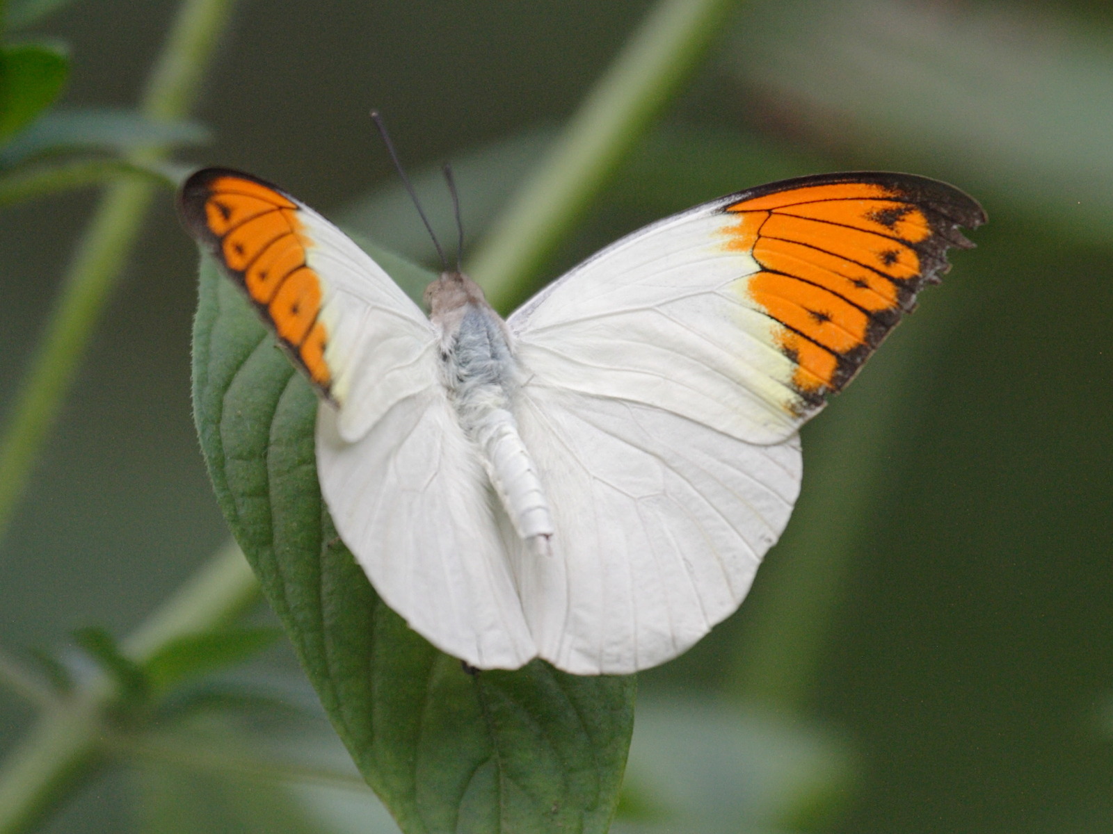 hebomoia_glaucippe1bd