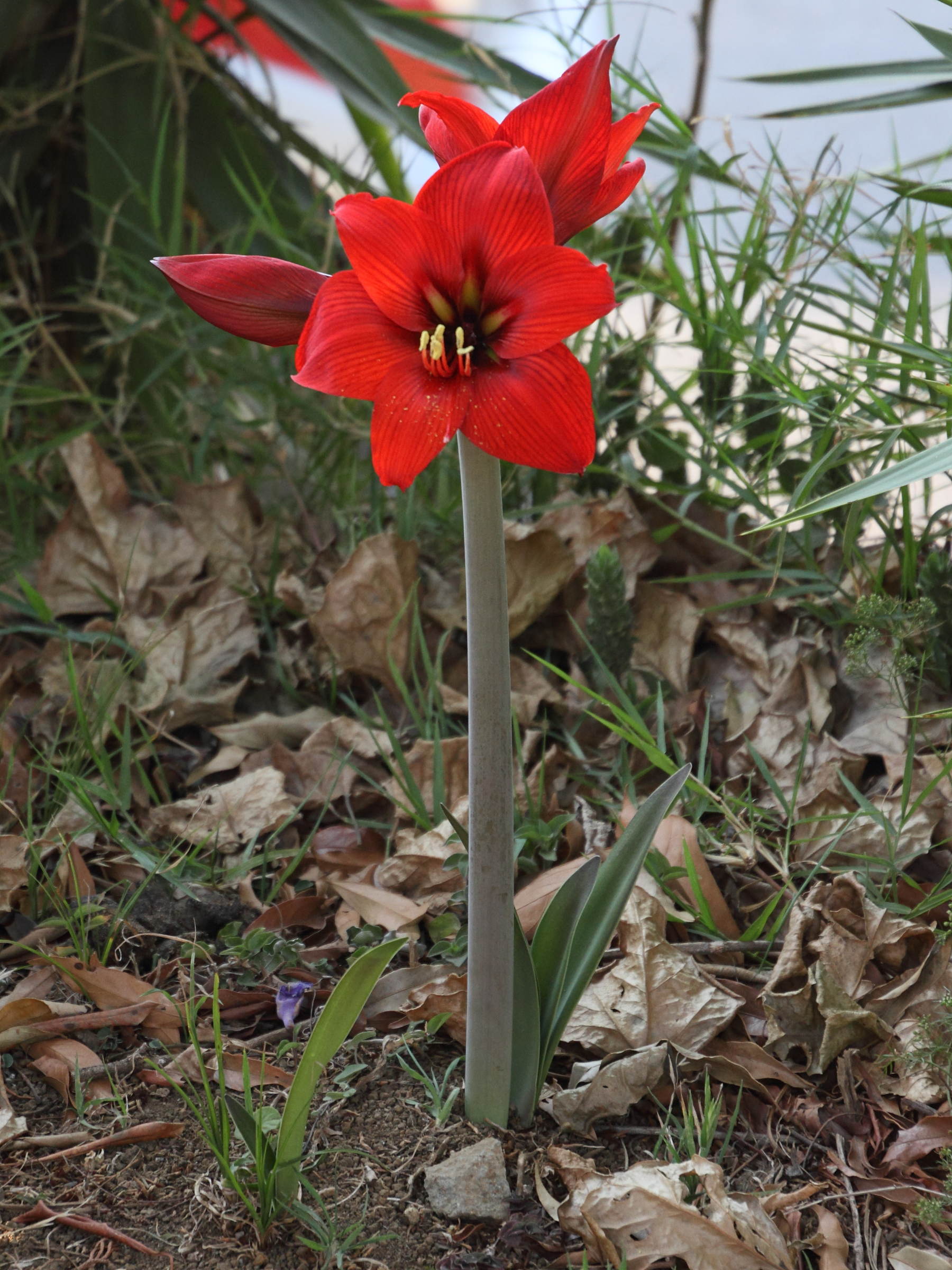 hippeastrum_sp4md