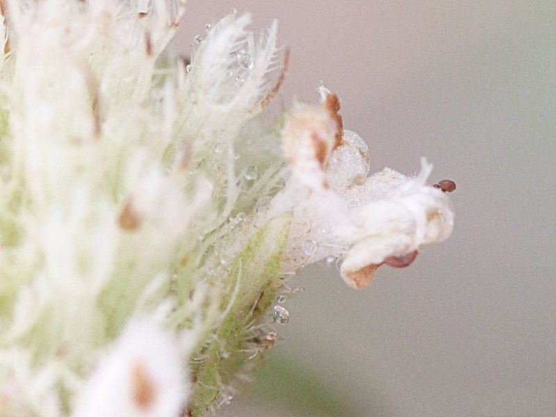 hyptis_atrorubens3md