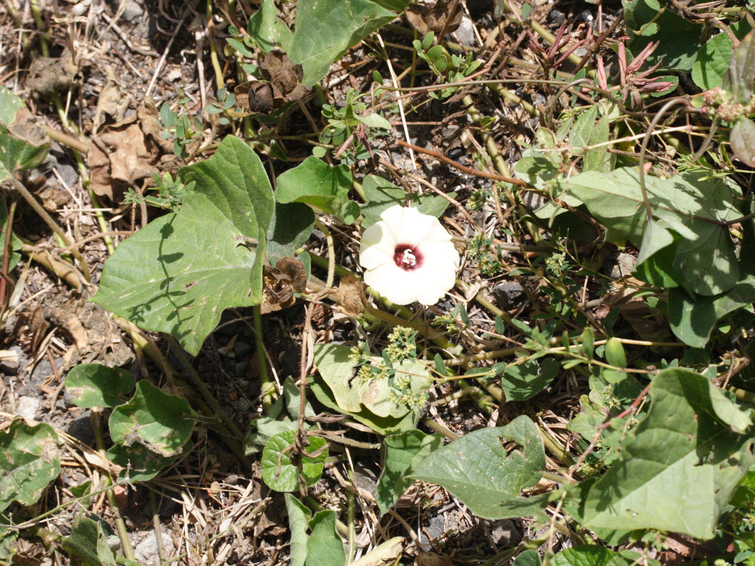 Afficher le média ipomoea_batatas2md ipomoea_batatas2md