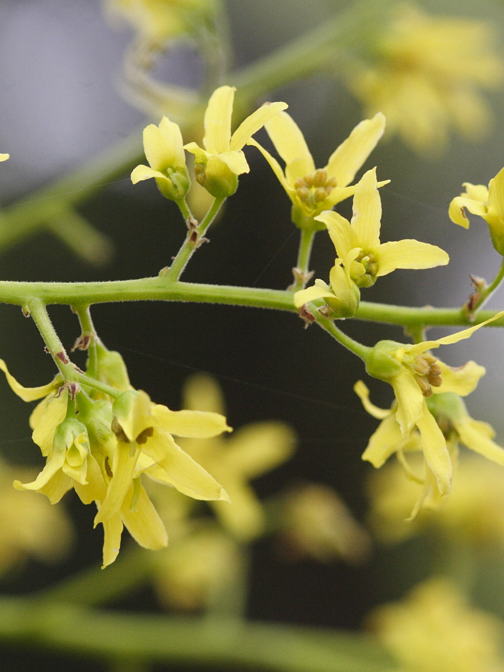 koelreuteria_paniculata4bmd