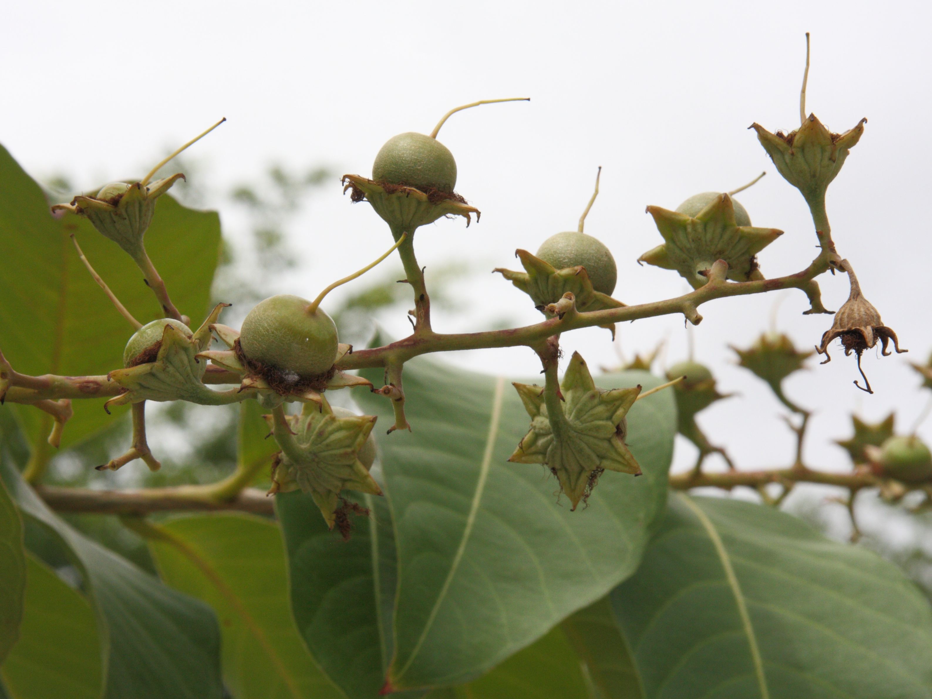 Afficher le média lagerstroemia_indica4md lagerstroemia_indica4md